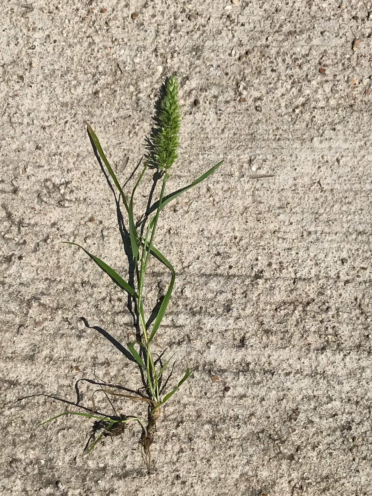 Blue Fescue, Blue Fescue Grass (Festuca Glauca) — gold flowers in the garden; exhibits drought tolerance