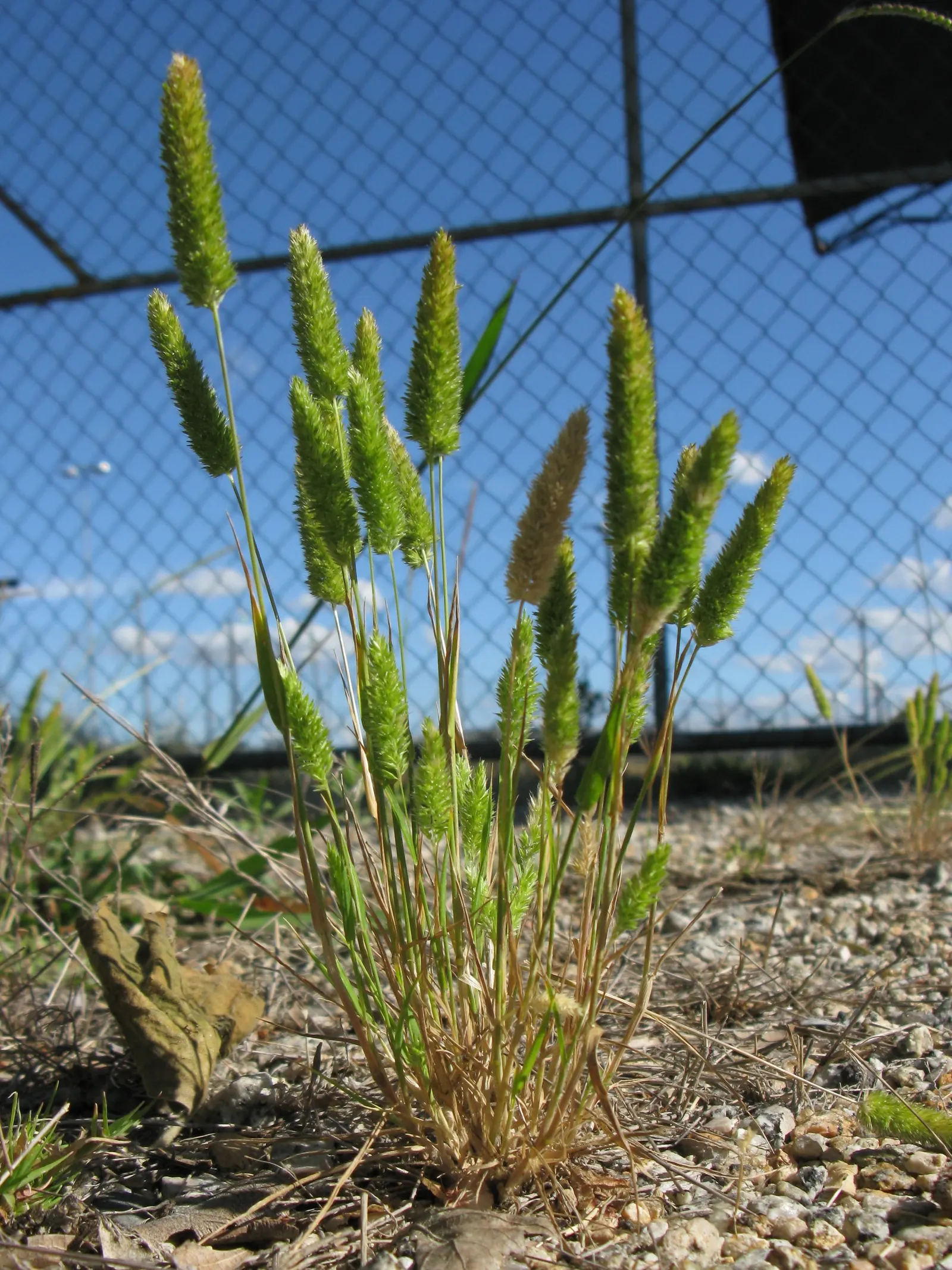Blue Fescue, Blue Fescue Grass (Festuca Glauca) — grass / ground cover for full or half