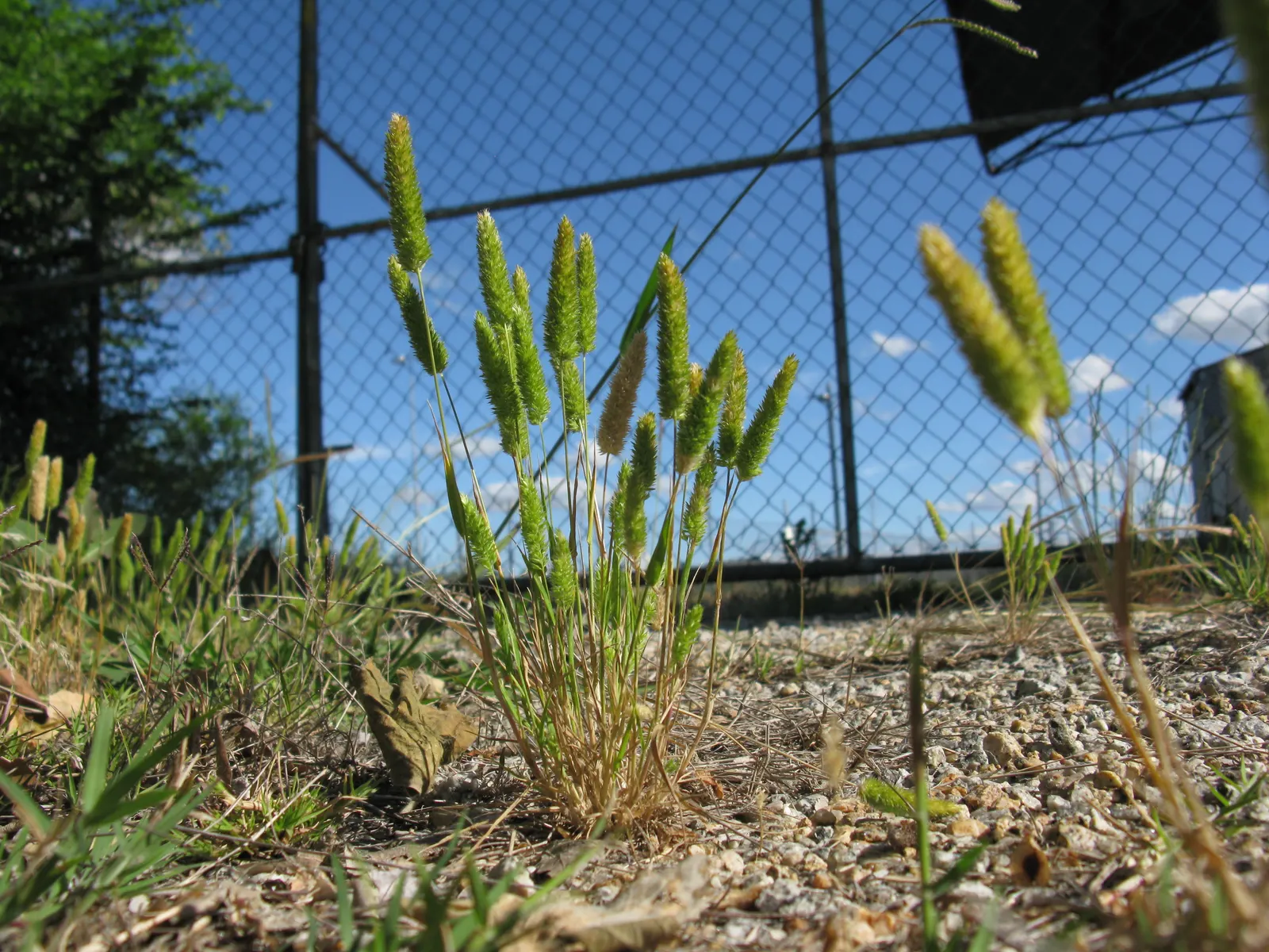 Blue Fescue, Blue Fescue Grass (Festuca Glauca) — It prefers well-drained soil and once established; giving an overall cohesive look.<br><br>For a bold design
