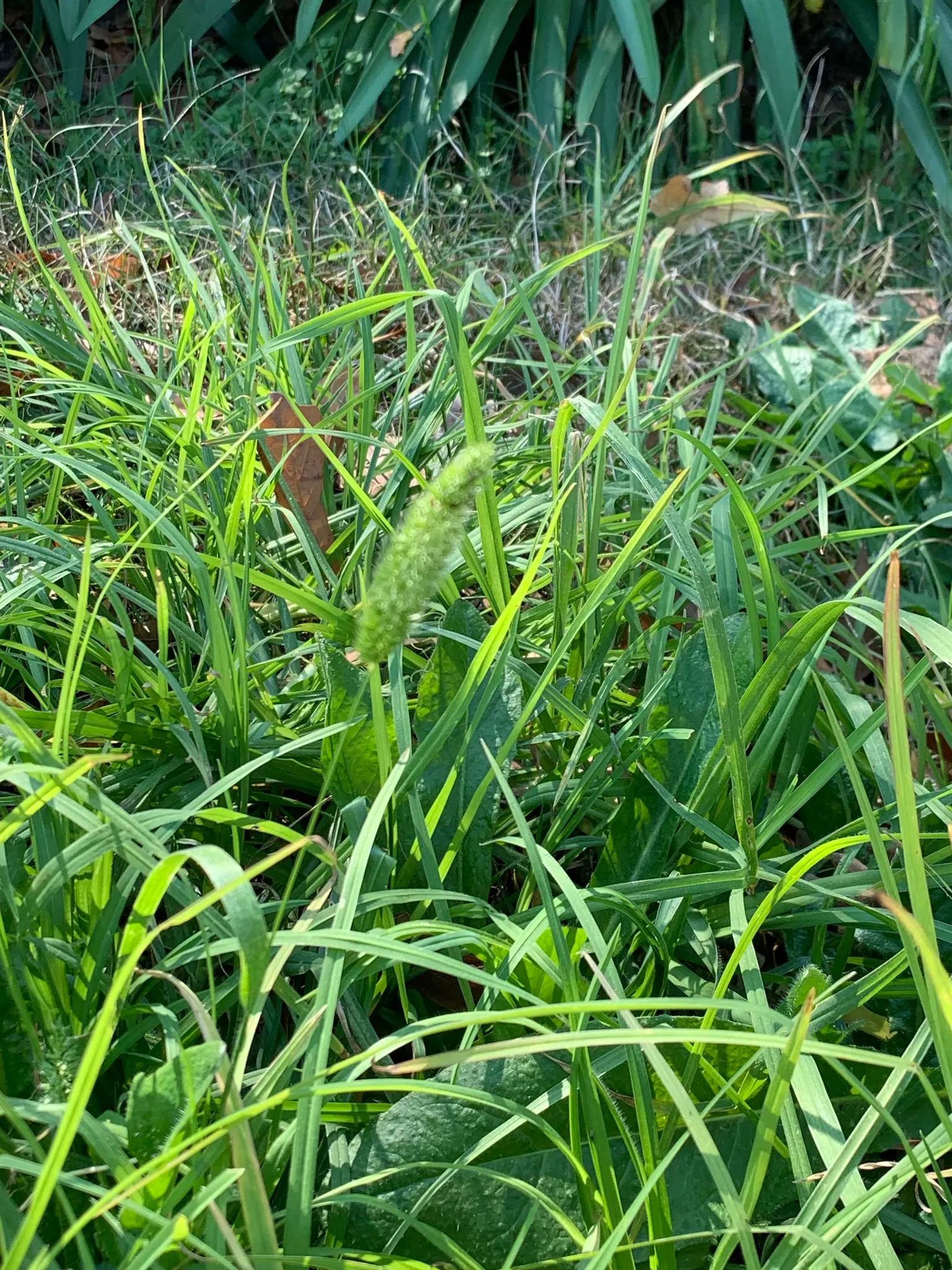 Blue Fescue, Blue Fescue Grass (Festuca Glauca) — plant Blue Fescue in clusters or along pathways to accentuate its spherical form and blue hues; blue Fescue