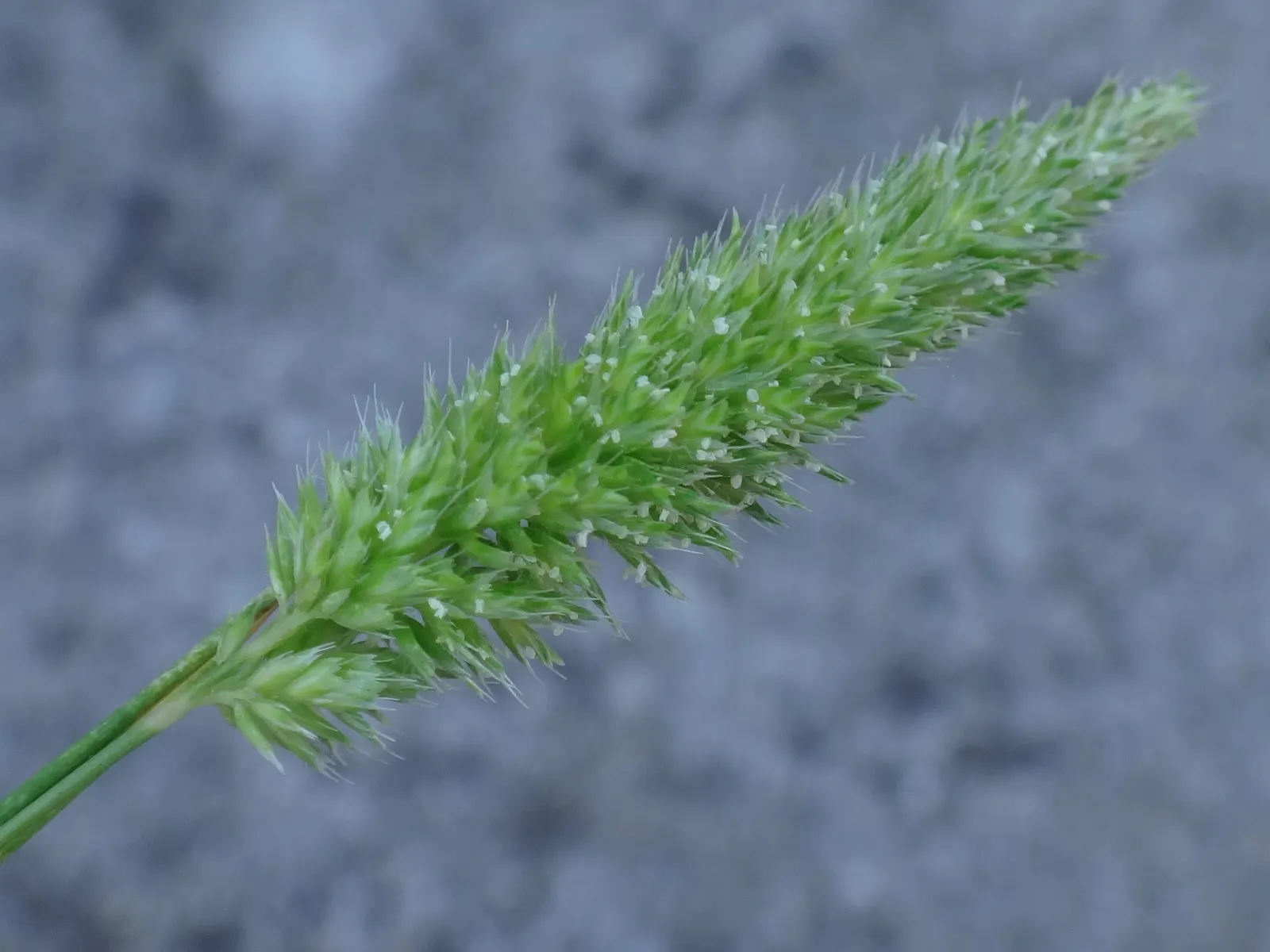 Blue Fescue, Blue Fescue Grass (Festuca Glauca) — but it can lose some of its blue coloration during the winter months in colder climates; to maintain its