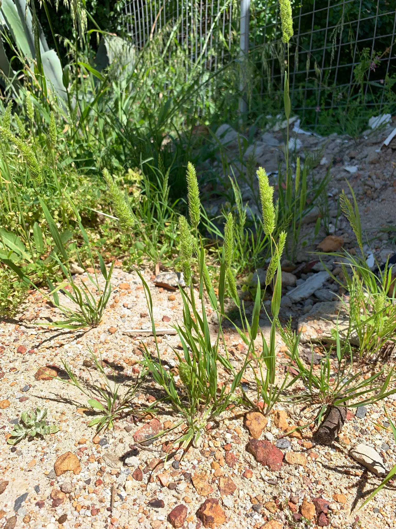 Blue Fescue, Blue Fescue Grass (Festuca Glauca) — making it ideal for borders