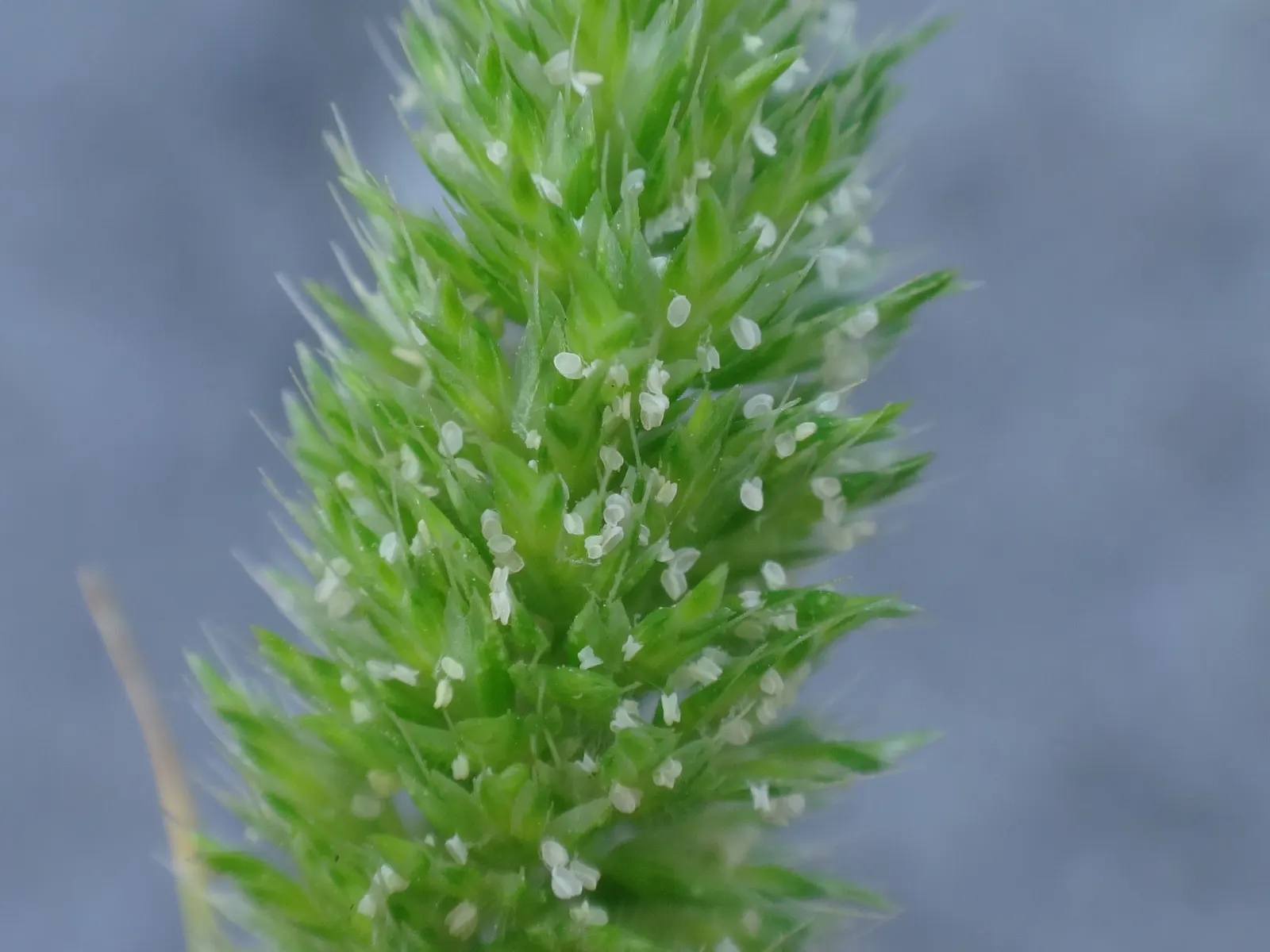 Blue Fescue, Blue Fescue Grass (Festuca Glauca) — It maintains year-round color, reaching a mature height and spread of 6 to 10 inches with minimal care
