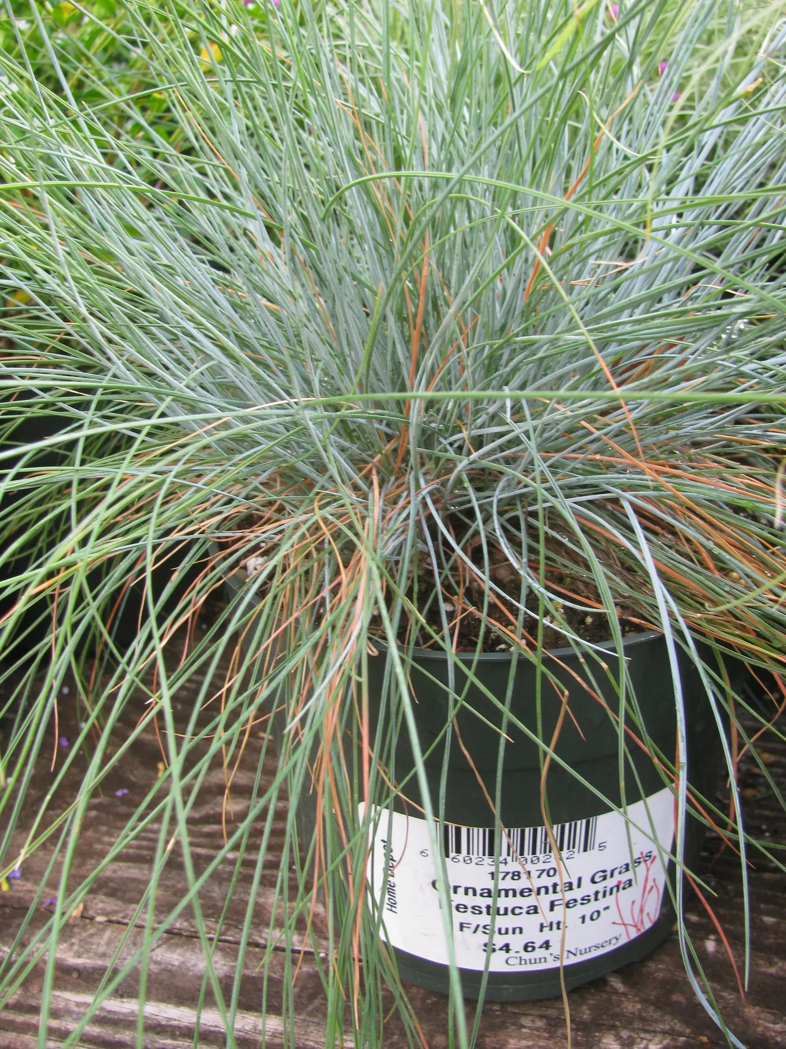 Blue Fescue, Blue Fescue Grass (Festuca Glauca) — To ensure the healthiest specimens; plant Blue Fescue in clusters or along pathways to accentuate its