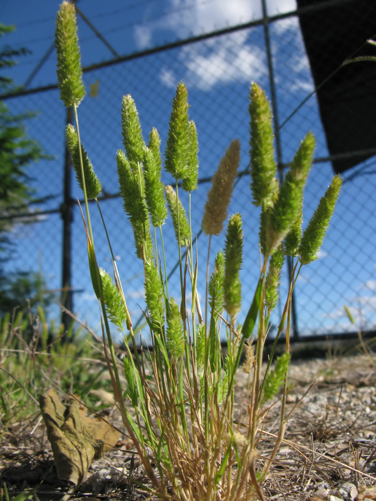 Blue Fescue, Blue Fescue Grass (Festuca Glauca) — Blue Fescue (Festuca glauca) is a perennial grass known for its striking