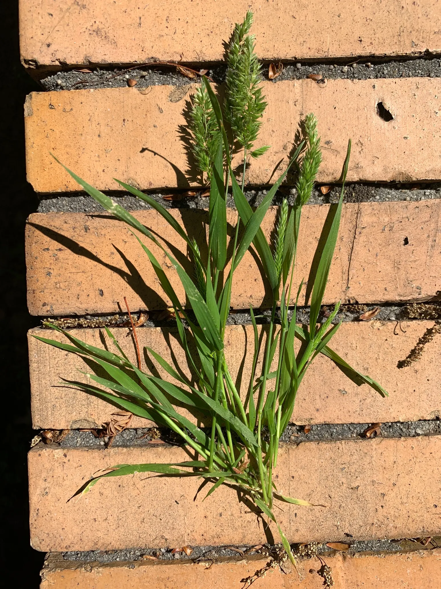 Blue Fescue, Blue Fescue Grass (Festuca Glauca) — divide clumps in the spring
