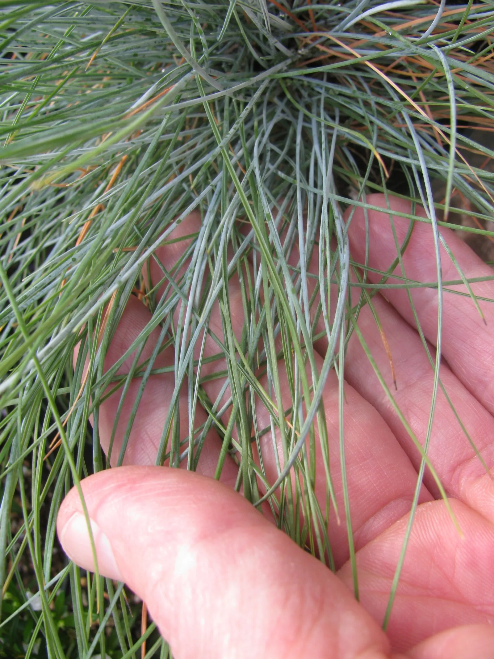 Blue Fescue, Blue Fescue Grass (Festuca Glauca) — and remove any dead foliage to tackle potential fungal issues; its subtle inflorescence adds texture to the