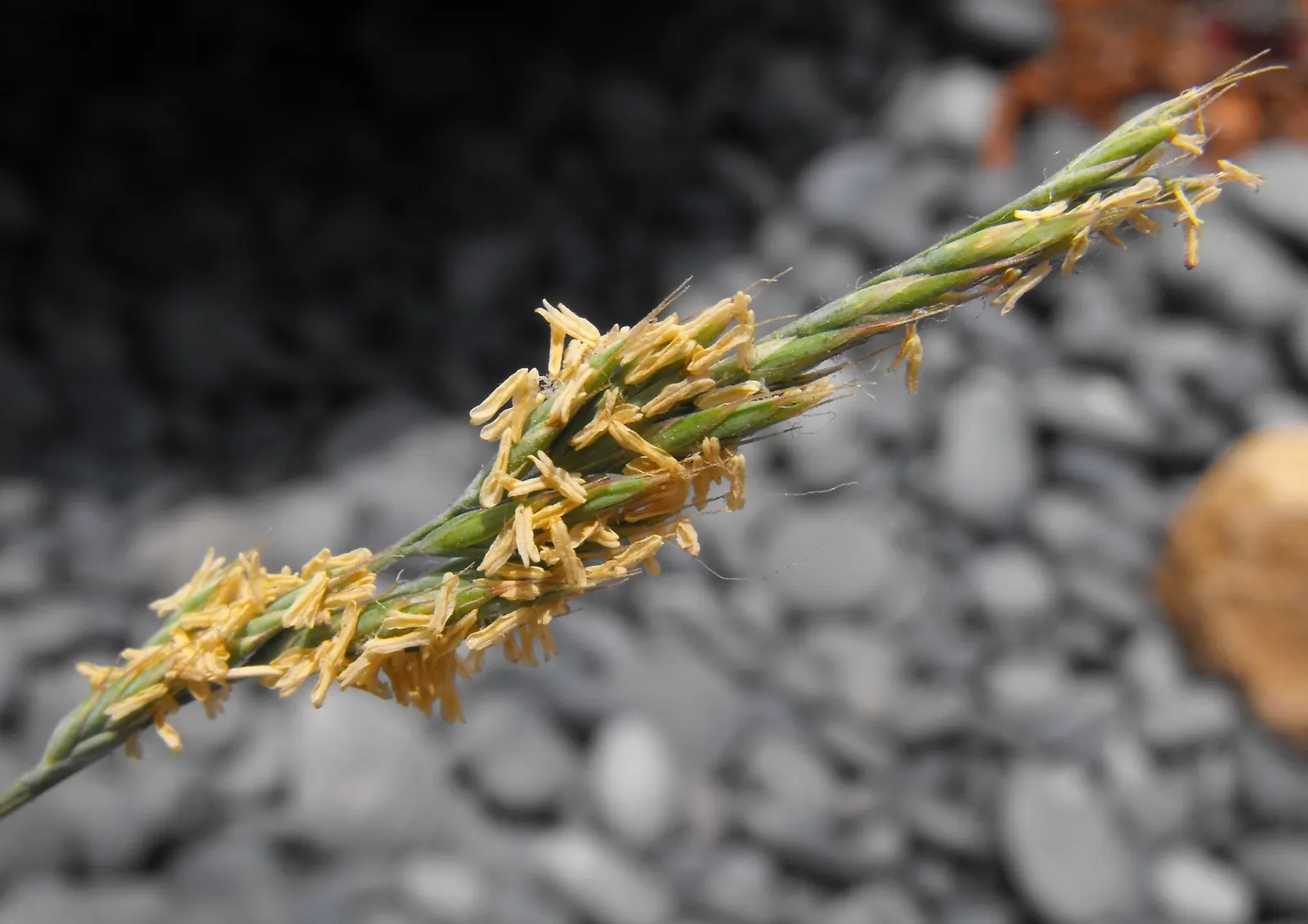 Blue Fescue, Blue Fescue Grass (Festuca Glauca) — outstanding for its compact