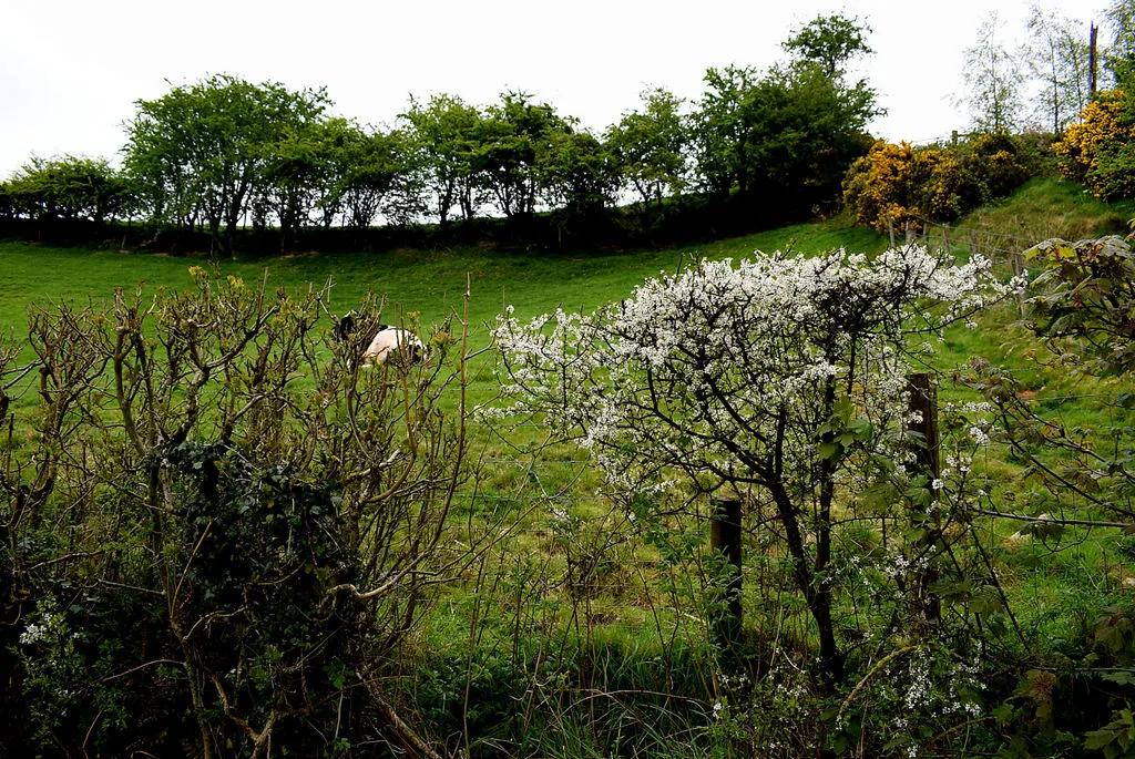 White Thorn (Vachella Constricta) — Growing up to 10-15 feet tall