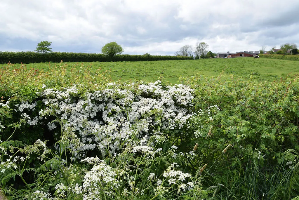 White Thorn (Vachella Constricta) — Vachellia constricta, or White Thorn, is a hardy shrub native to the Southwest