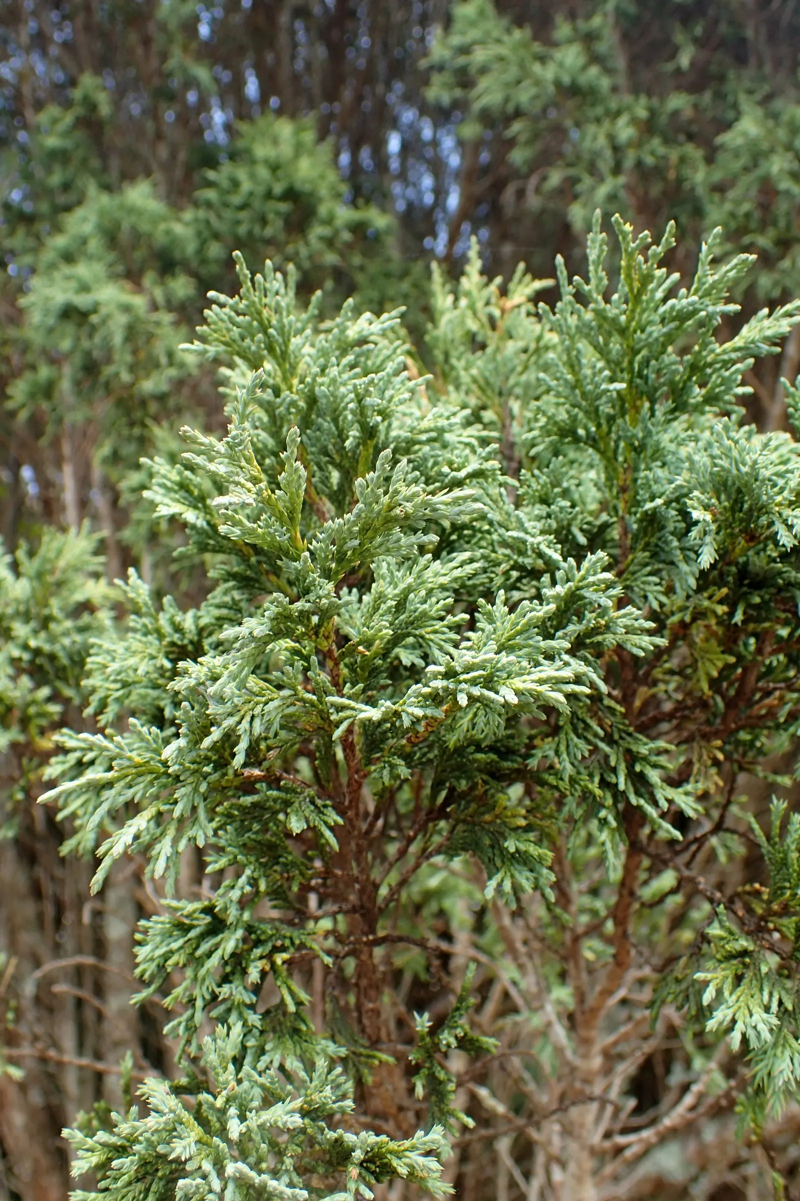 Gray Gleam Juniper (Juniperus Scopulorum 'Gray Gleam') — reaching heights of 15-20 ft with a spread of 4-6 ft