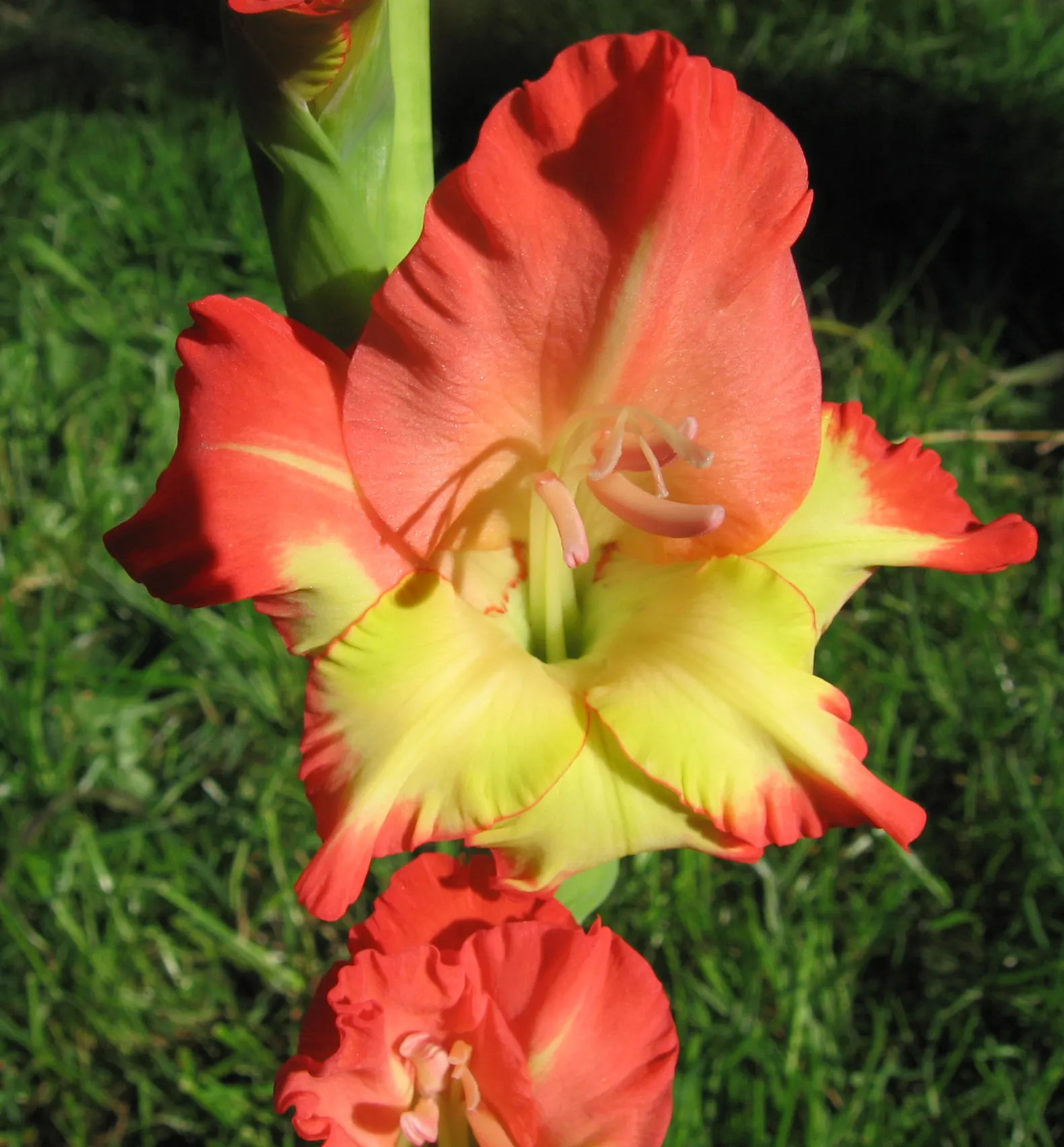 Gladiolus (Gladiolus Hybrids) — Ideally planted in groups for a dramatic display, they require full sun and well-draining soil