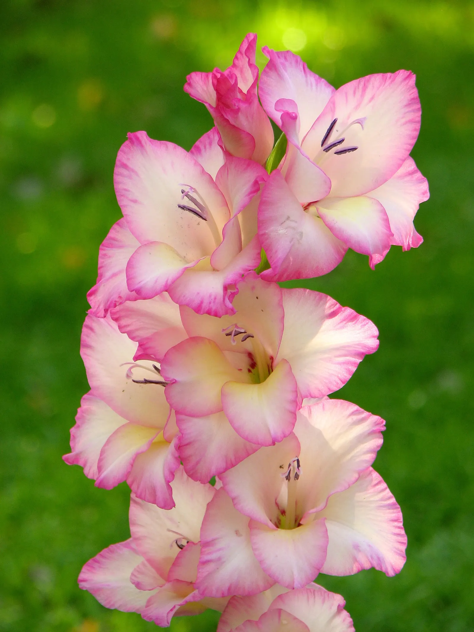 Gladiolus (Gladiolus Hybrids) — Spacing of 4 to 6 inches apart is recommended to allow for ample growth and air circulation