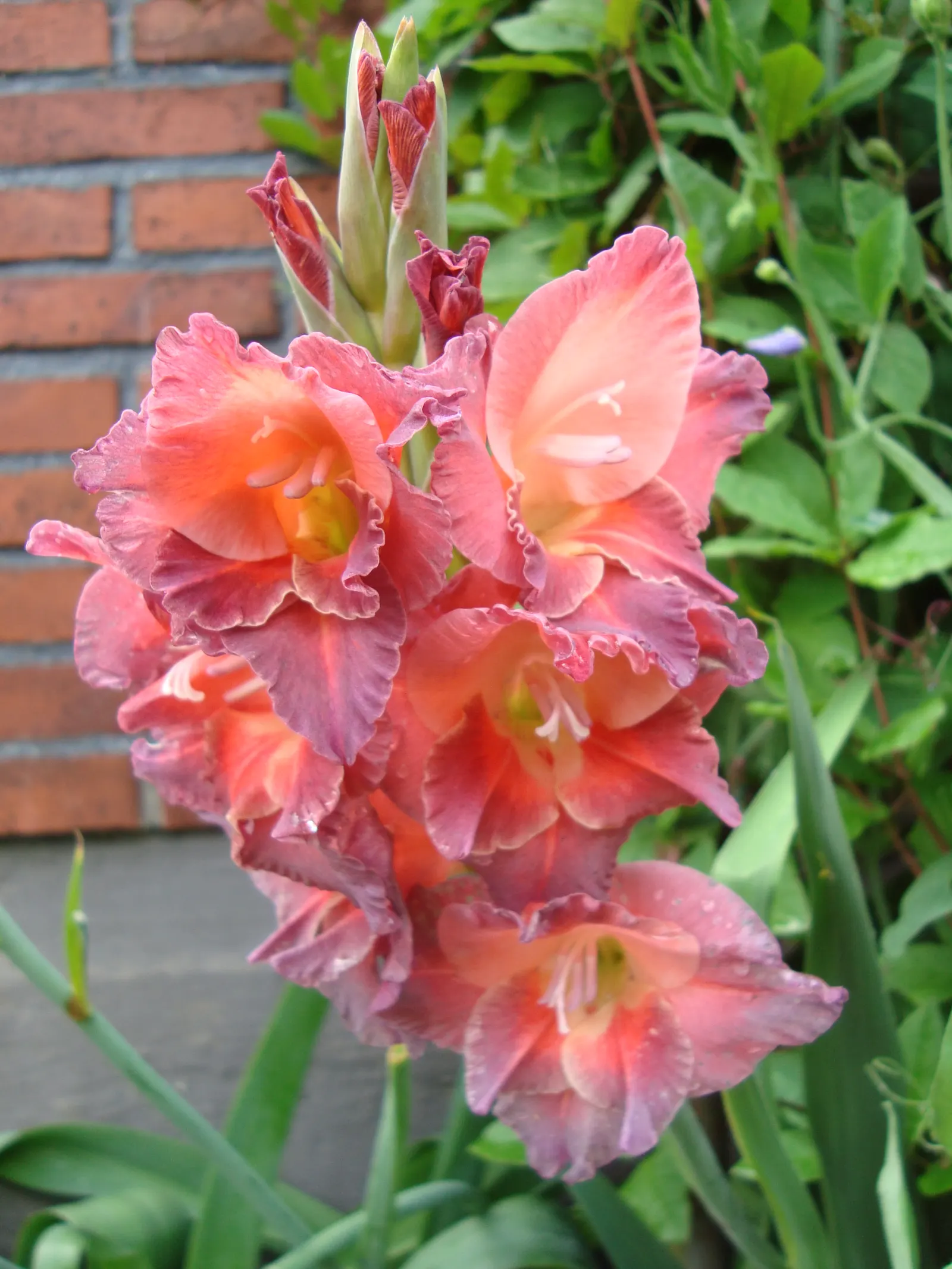 Gladiolus (Gladiolus Hybrids) — With blossoms in a myriad of colors, these plants typically range from 2 to 5 feet in height