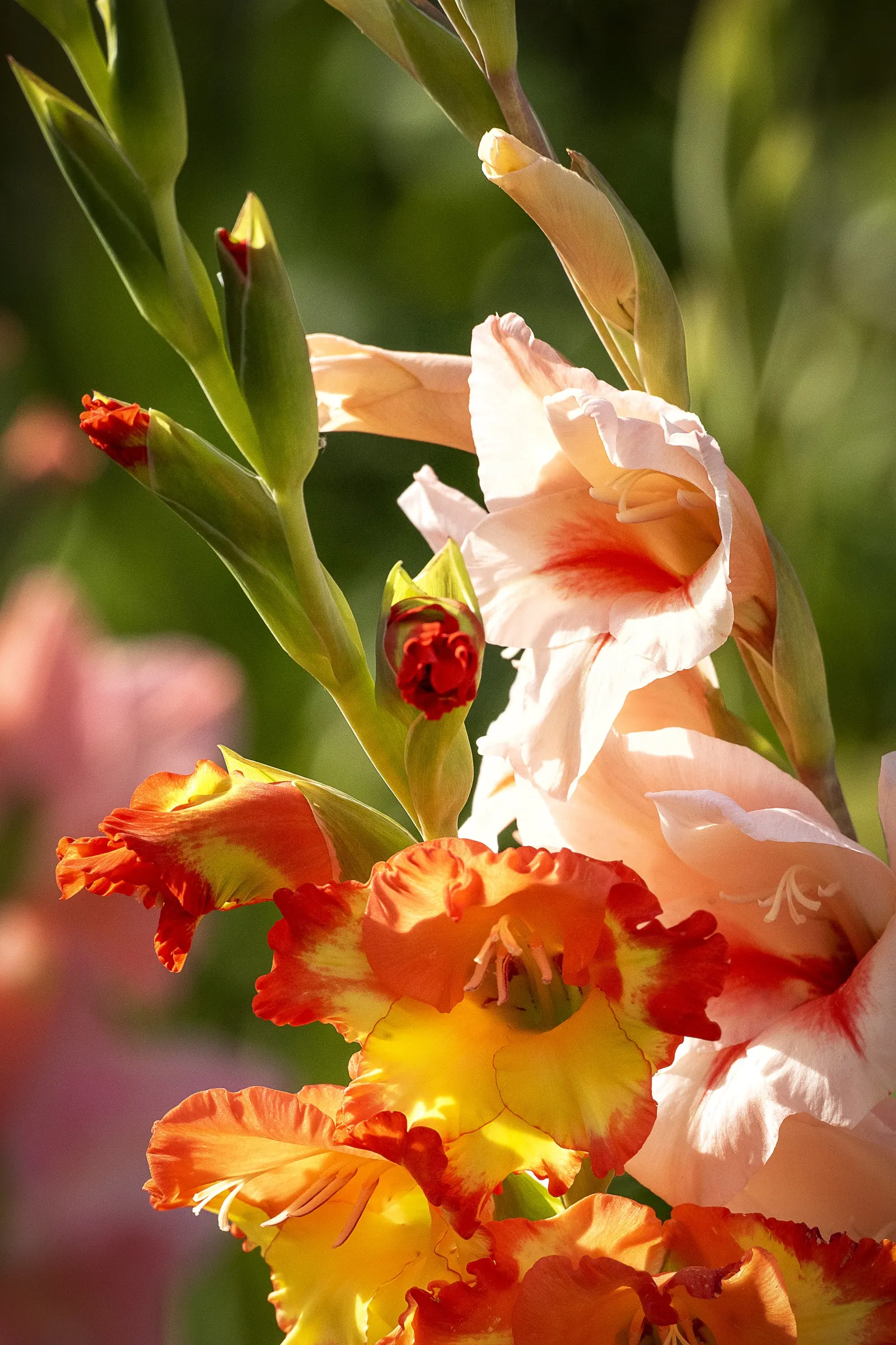 Gladiolus (Gladiolus Hybrids) — sword-like foliage and tall flowering spikes