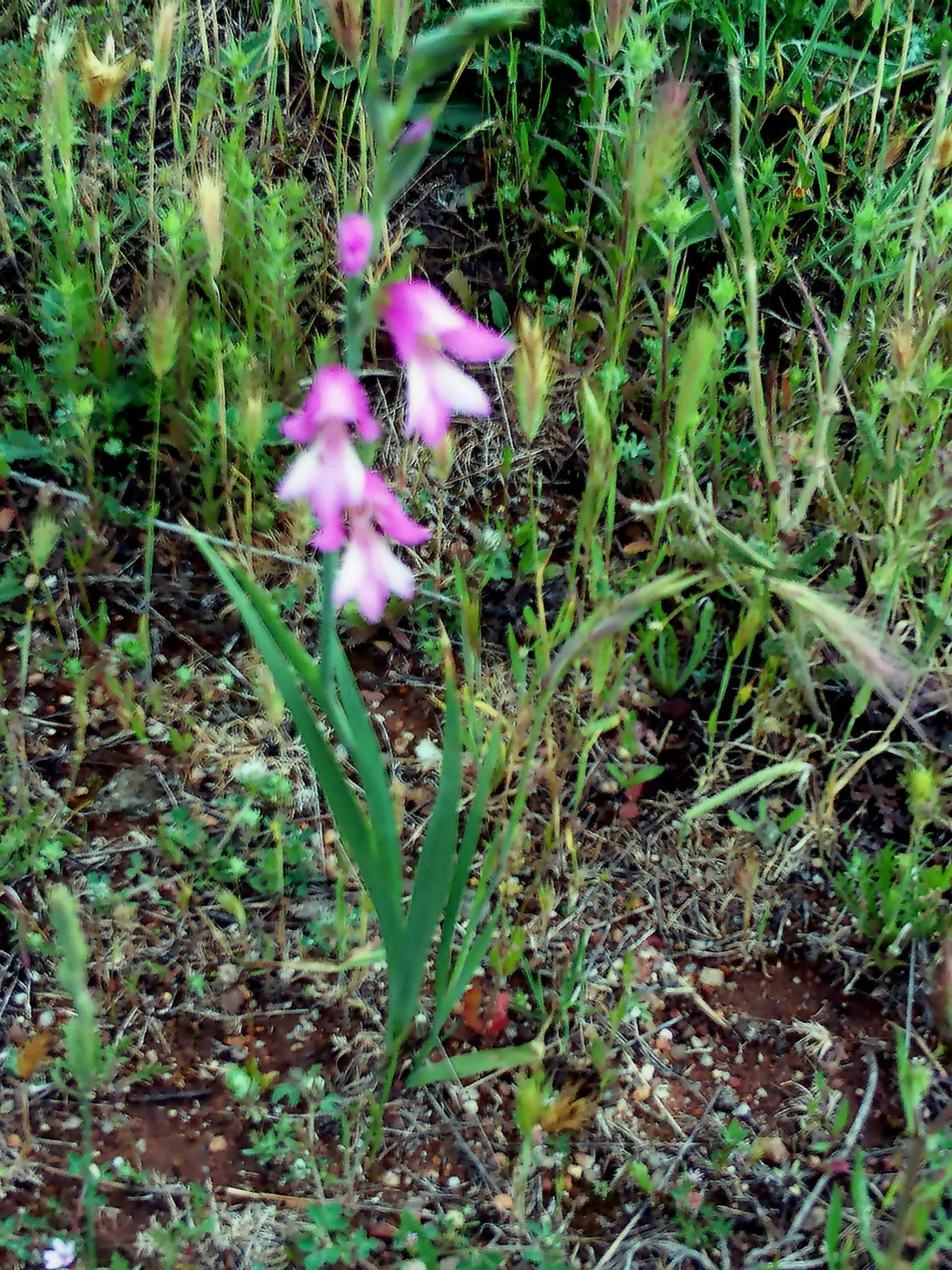 Gladiolus (Gladiolus Hybrids) — is a perennial favorite among summer-blooming bulbs