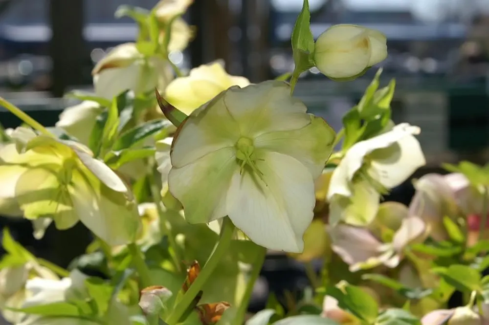 Royal Heritage Hellebore (Helleborus 'Royal Heritage') — Blossoms range in hues from white to deep purple, appearing in late winter to early spring