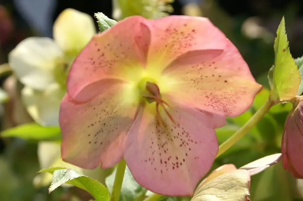 Royal Heritage Hellebore (Helleborus 'Royal Heritage') — The Helleborus 'Royal Heritage' is an enchanting perennial known for its hardiness and early blooms