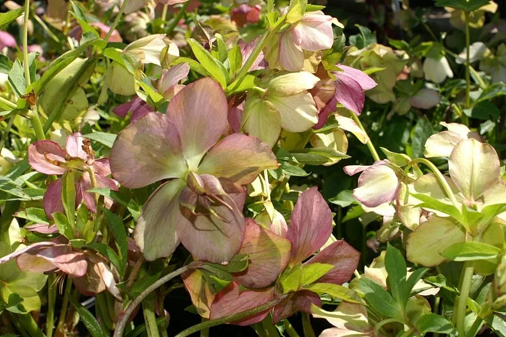 Royal Heritage Hellebore (Helleborus 'Royal Heritage') — A mature plant spans up to 18-24 inches wide with leathery, deep green foliage