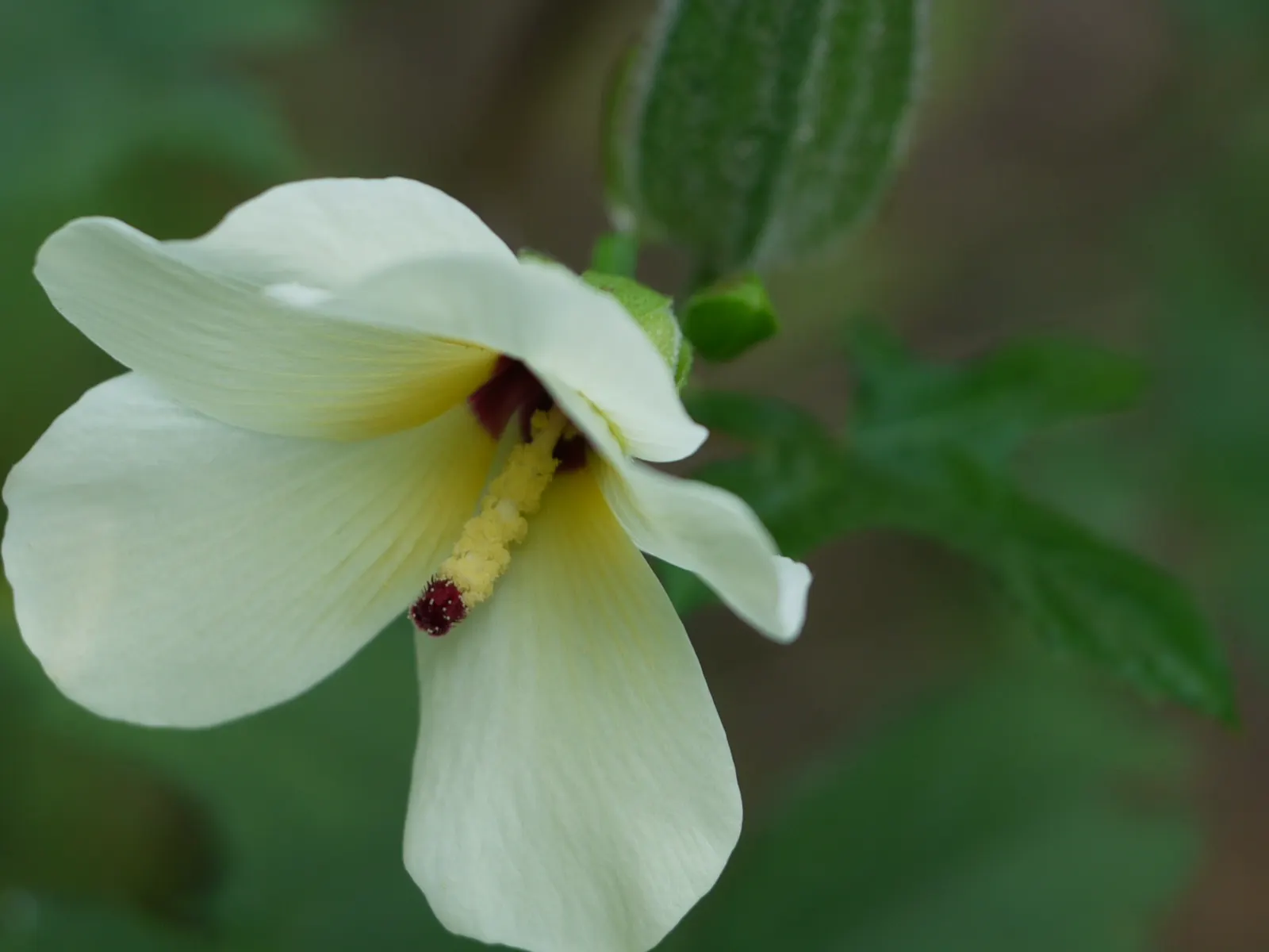 Yellow Mallow (Pavonia Praemorsa) — scientifically designated as Pavonia praemorsa; yellow flowers in the garden, image 55