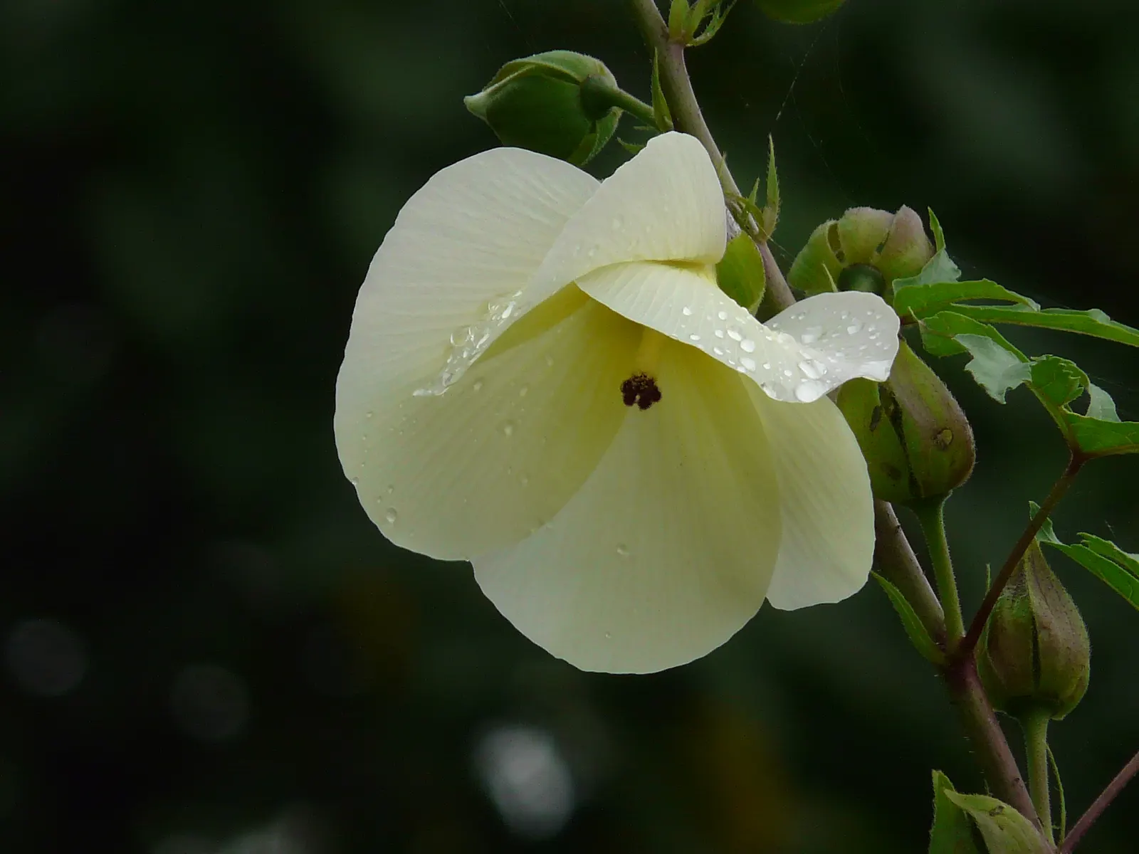 Yellow Mallow (Pavonia Praemorsa) — Yellow Mallow (Pavonia praemorsa) is a perennial shrub; low-maintenance and drought-tolerant once established