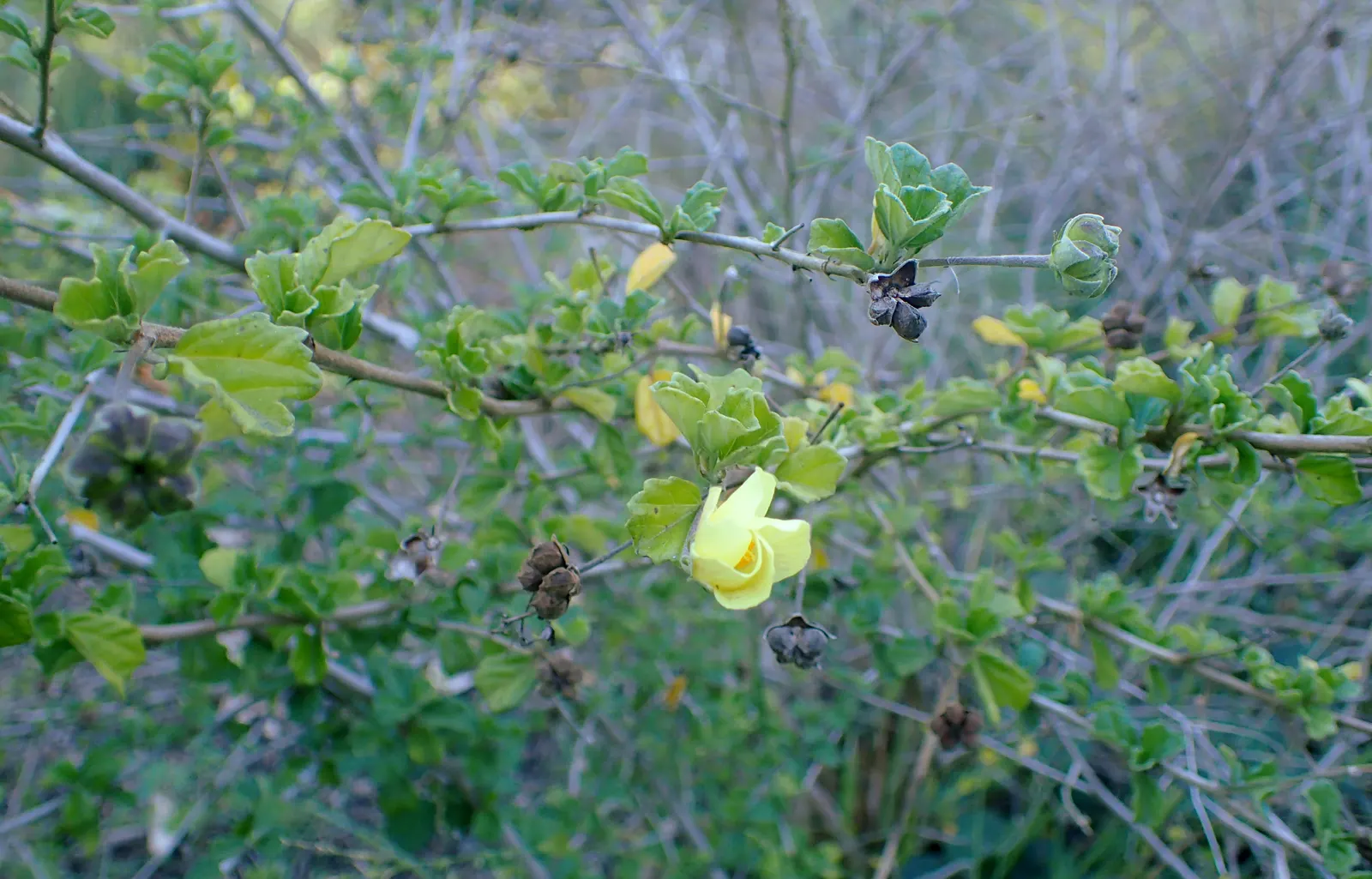 Yellow Mallow (Pavonia Praemorsa) — shrub for full; the plant is relatively pest-free, though good circulation is advised to prevent fungal issues