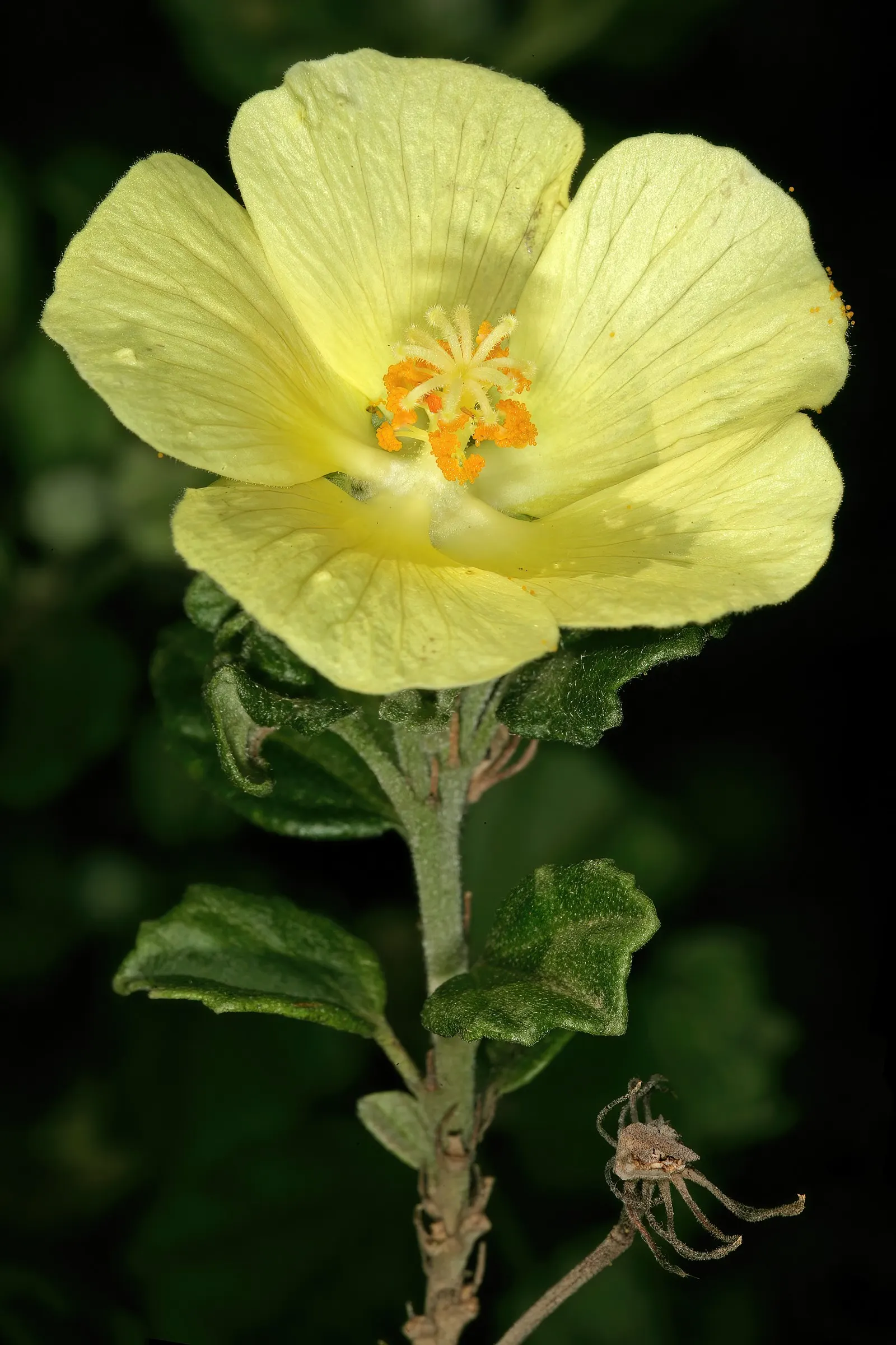 Yellow Mallow (Pavonia Praemorsa) — with infrequent supplementary watering during prolonged dry spells; unfurling prominently from late spring, image 68