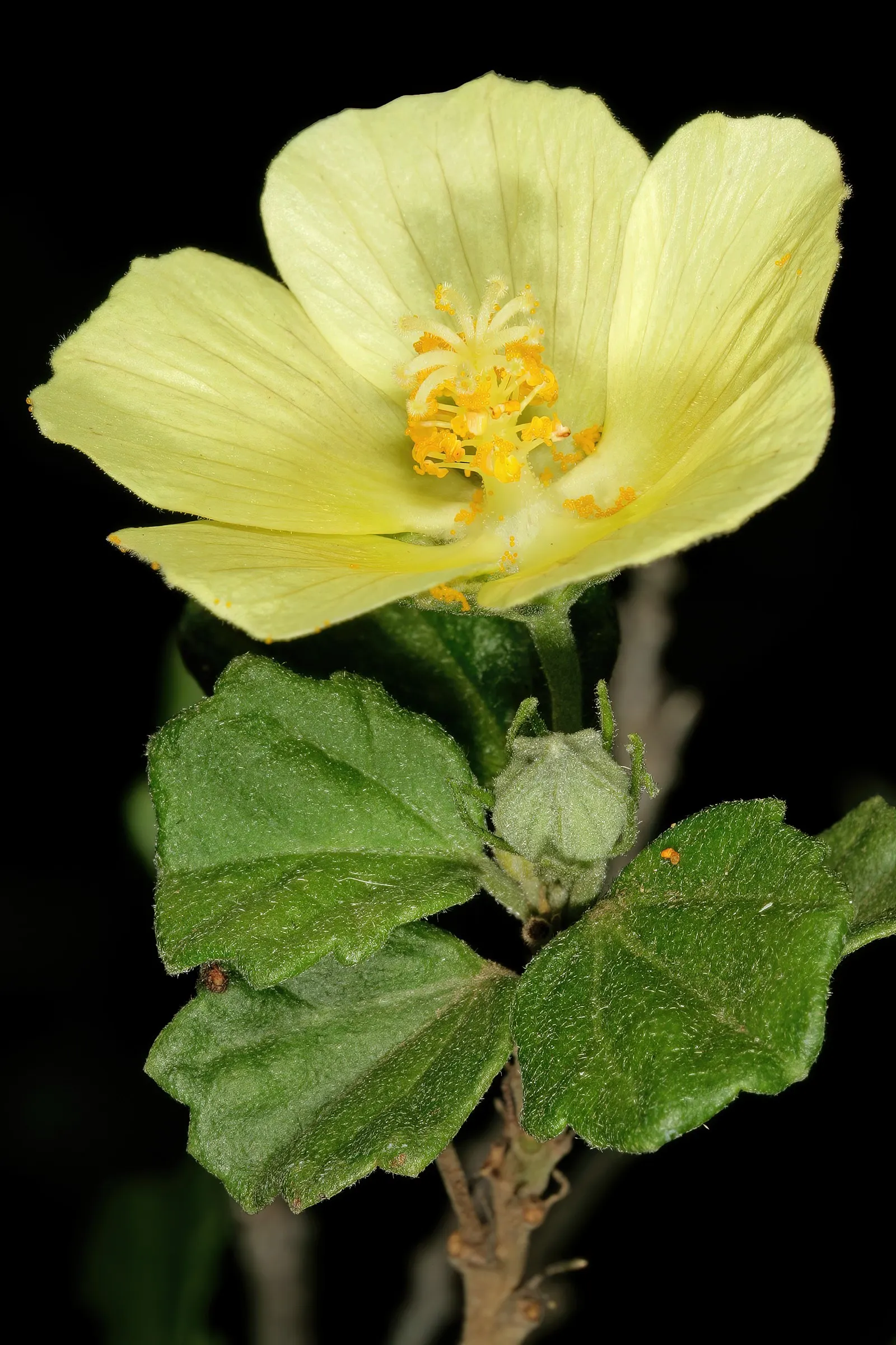 Yellow Mallow (Pavonia Praemorsa) — shrub-like appearance that works well in mixed borders or as an accent plant; shrub with yellow blooms