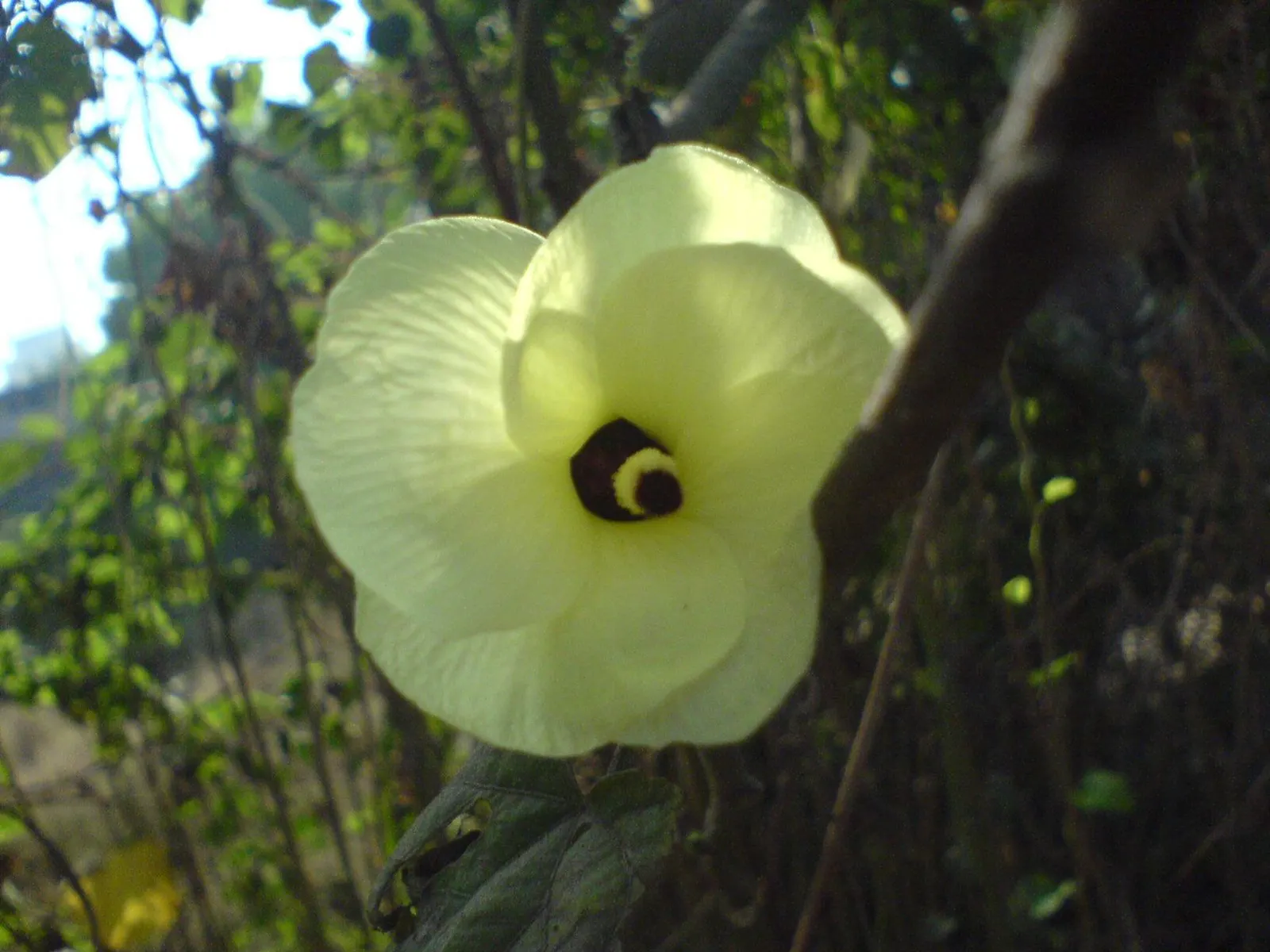 Yellow Mallow (Pavonia Praemorsa) — Pavonia praemorsa requires regular watering during its first growing season to establish a deep