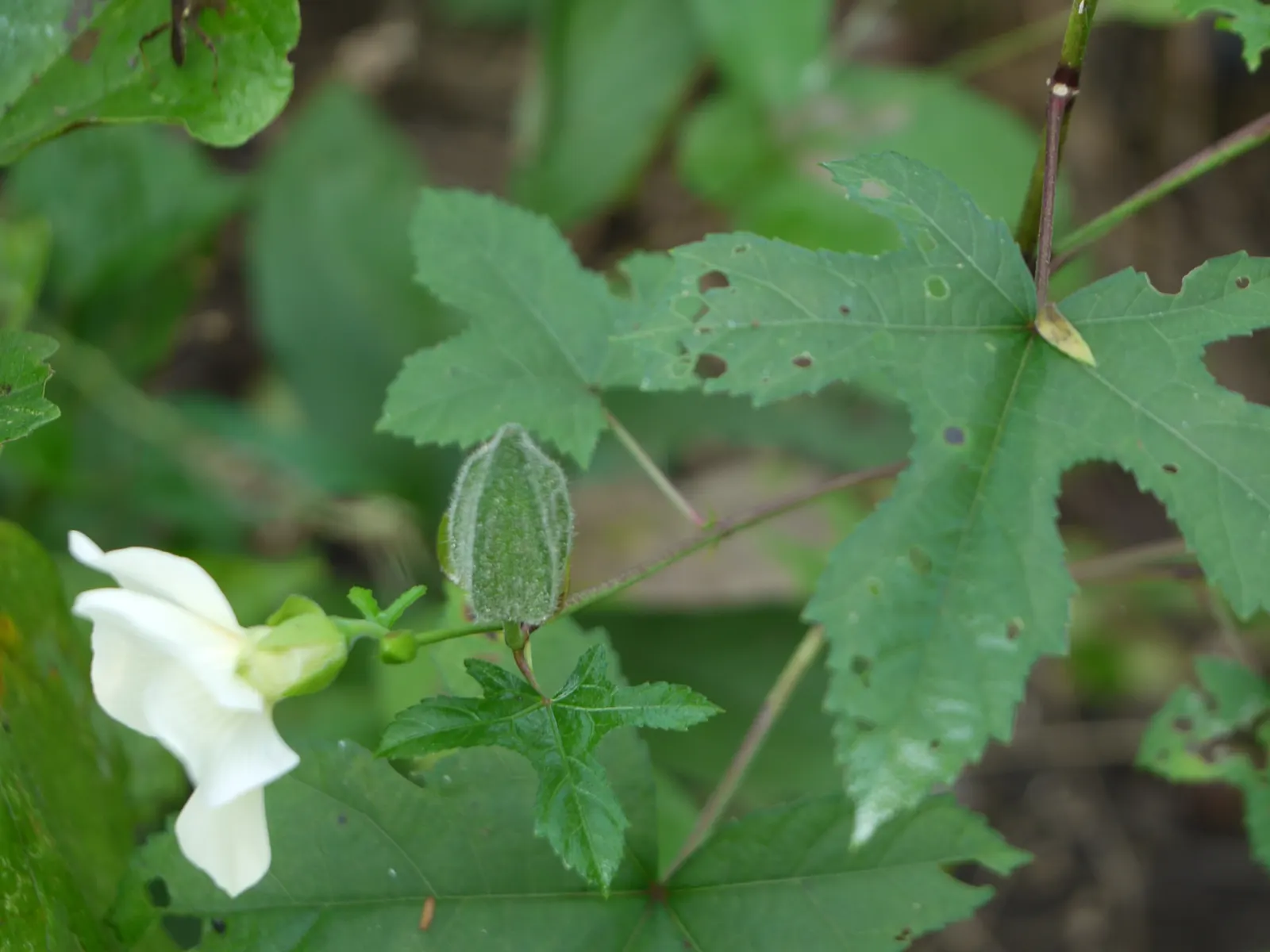Yellow Mallow (Pavonia Praemorsa) — The plant is relatively pest-free, though good circulation is advised to prevent fungal issues