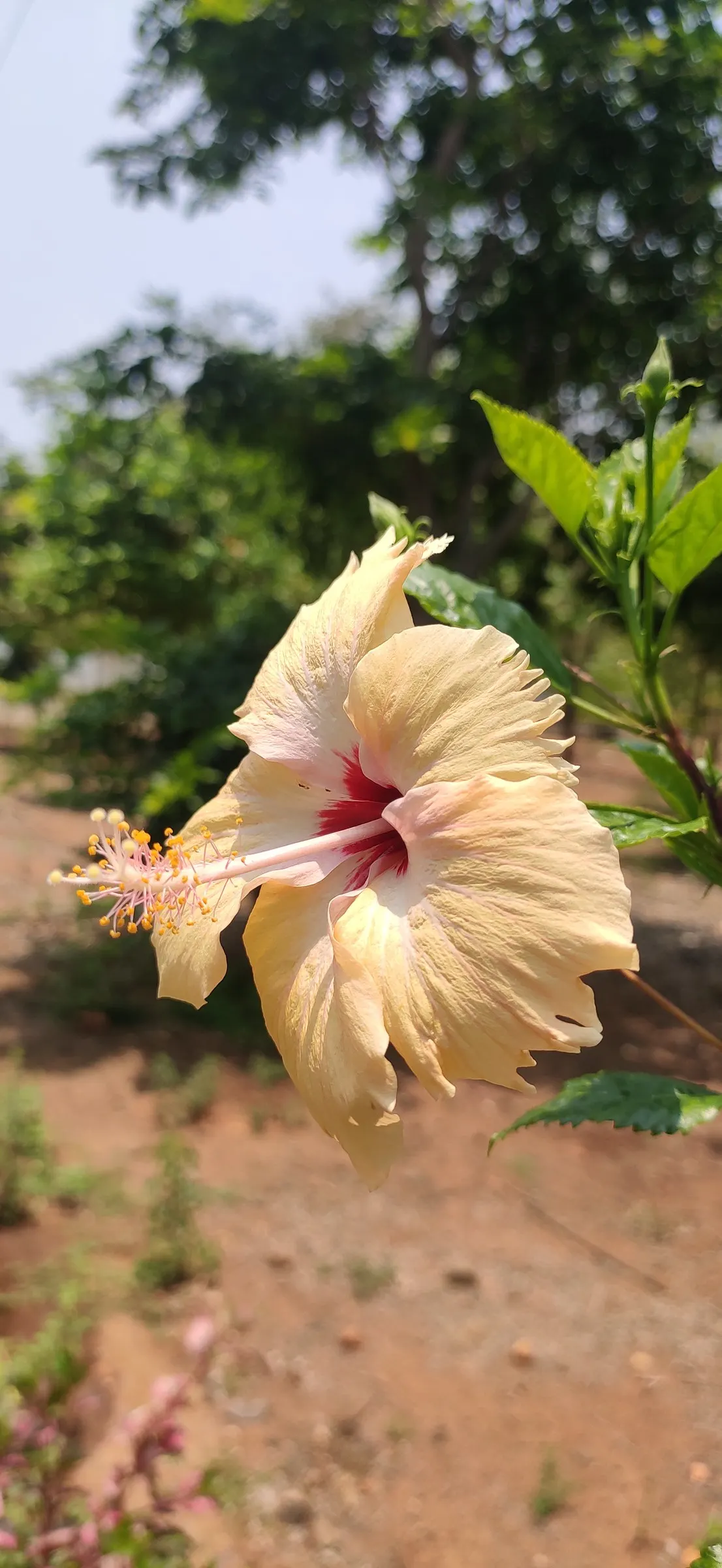 Yellow Mallow (Pavonia Praemorsa) — unfurling prominently from late spring through the fall; with infrequent supplementary watering during, image 65