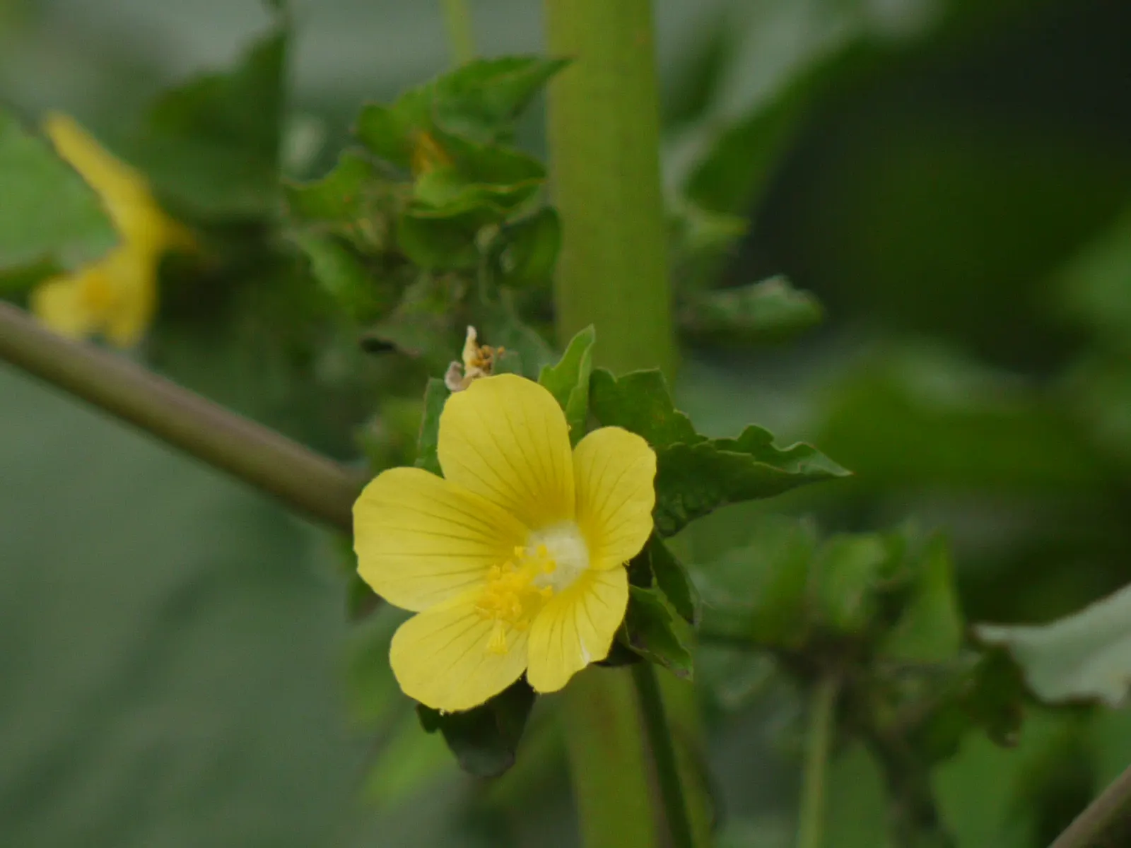 Yellow Mallow (Pavonia Praemorsa) — This charming species thrives in USDA hardiness zones 9 to 11; this resilient plant needs minimal care
