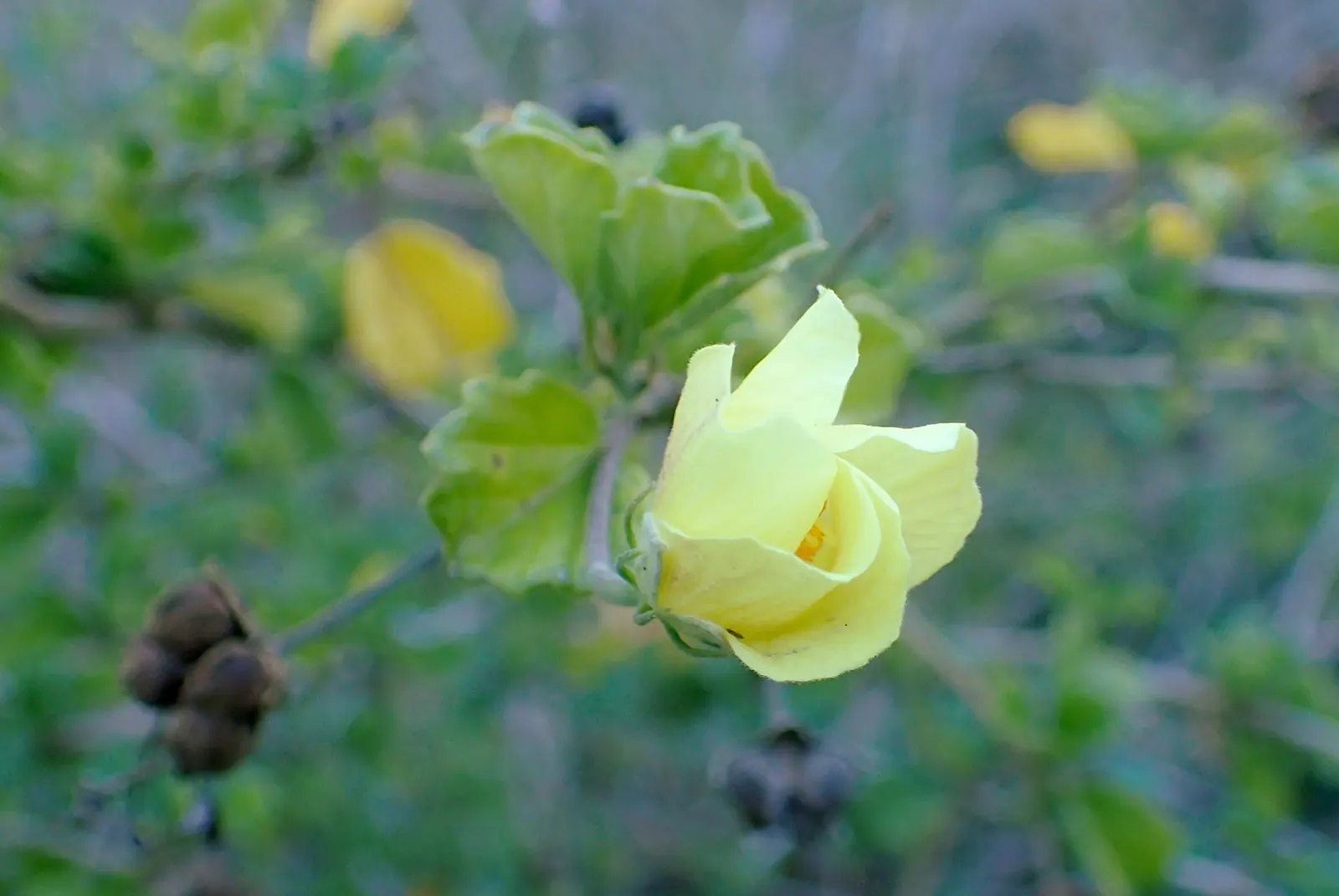 Yellow Mallow (Pavonia Praemorsa) — is a captivating perennial plant revered for its radiant