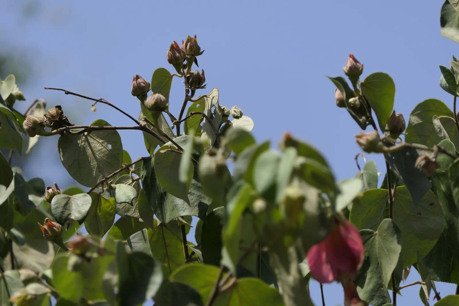Yellow Mallow (Pavonia Praemorsa) — The plant is relatively pest-free, though good circulation is advised to prevent fungal issues; shrub for full, image 69