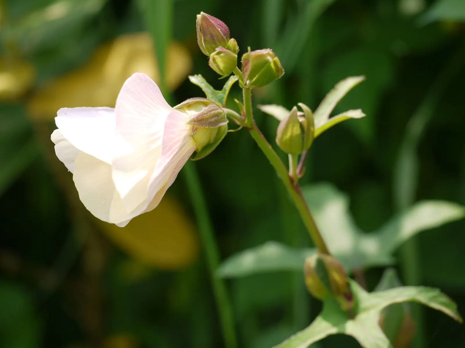 Yellow Mallow (Pavonia Praemorsa) — this plant is ideal for adding a pop of color to mixed borders and xeriscapes; is a captivating perennial plant revered for