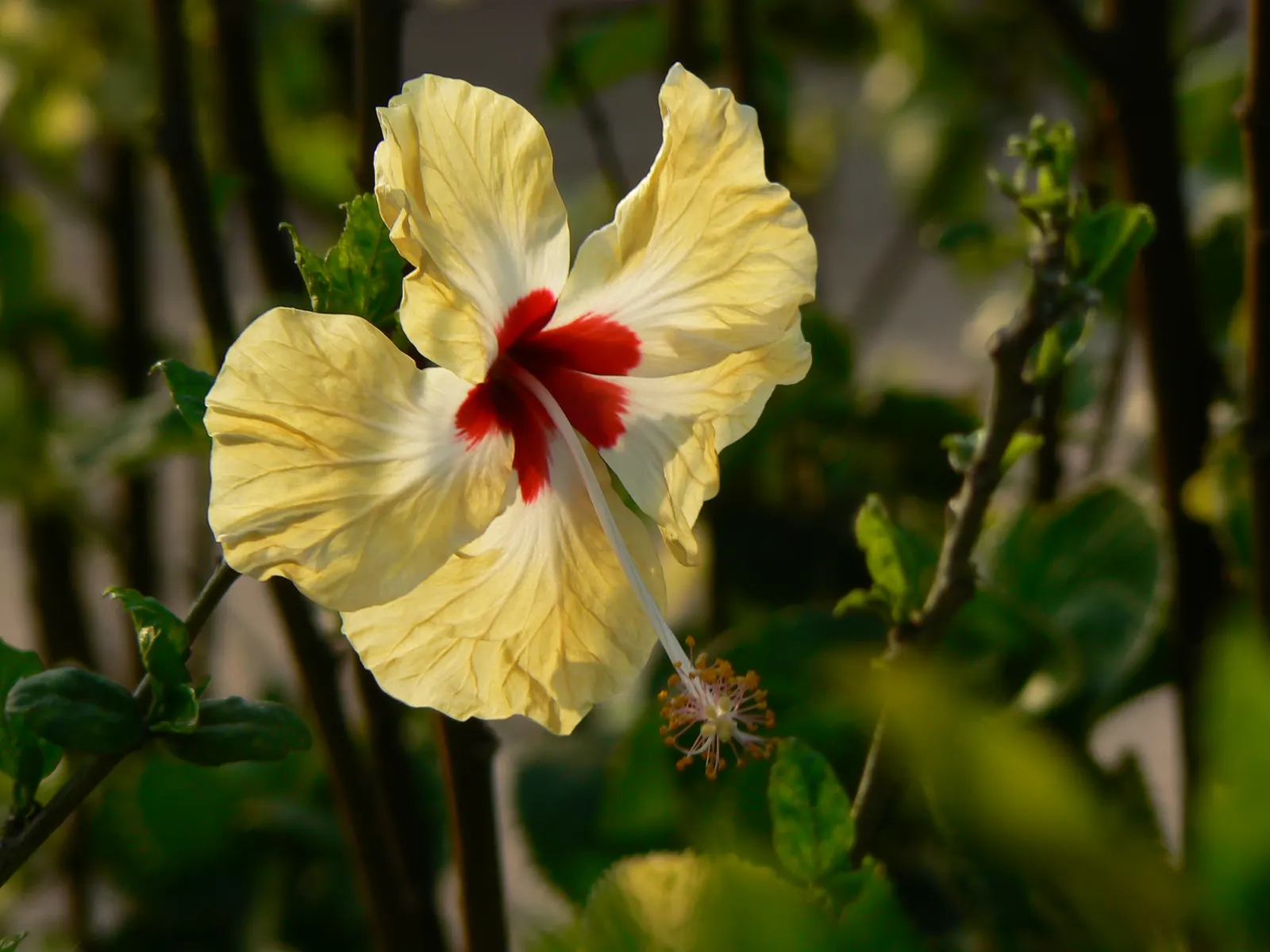 Yellow Mallow (Pavonia Praemorsa) — Yellow Mallow (Pavonia praemorsa) is a perennial shrub; low-maintenance and drought-tolerant once established, image 73