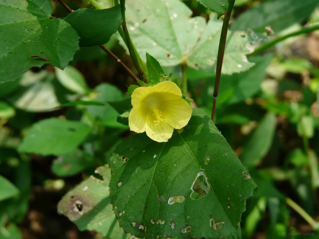 Yellow Mallow (Pavonia Praemorsa) — sunshine-colored flowers which add a luminous touch to any garden landscape; the Yellow Mallow favors, image 81