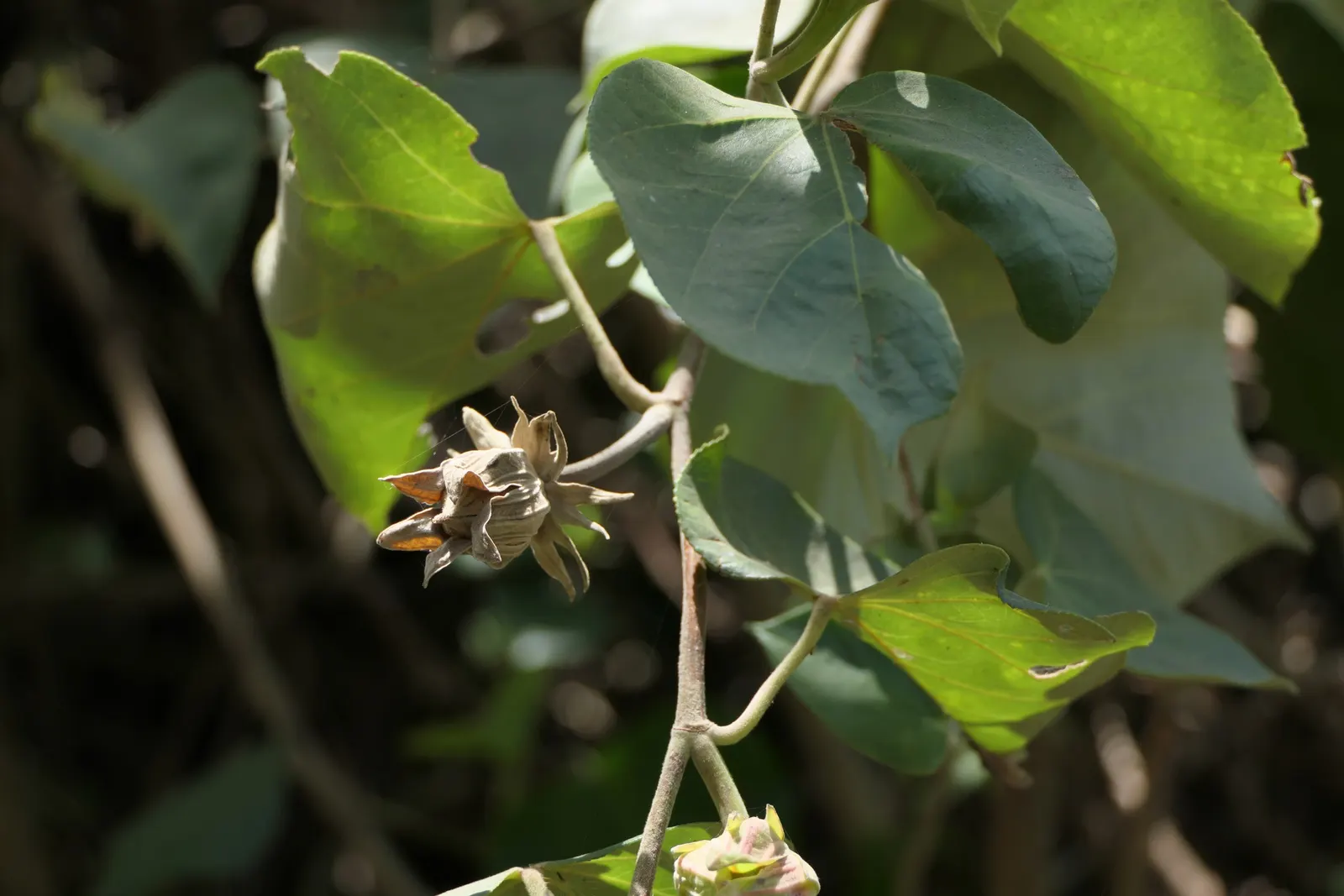 Yellow Mallow (Pavonia Praemorsa) — It reaches up to 3 feet in height and width, flourishing in full to partial sun with well-draining soil, image 75
