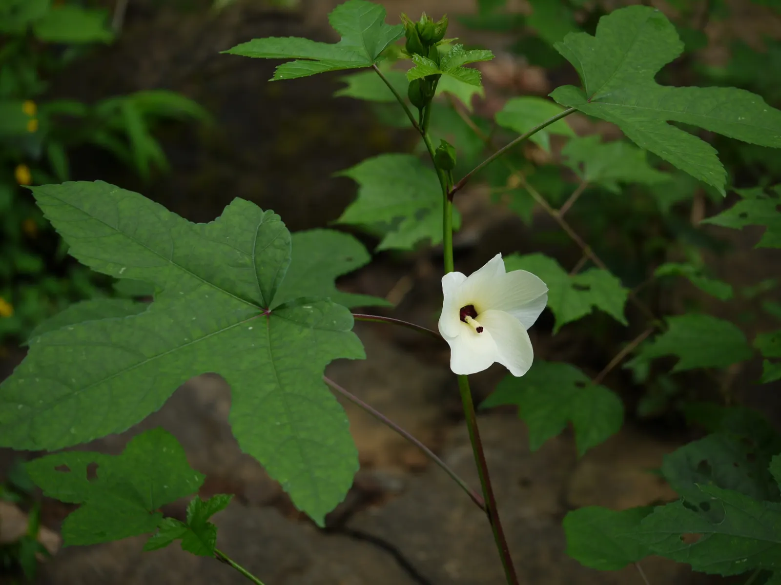 Yellow Mallow (Pavonia Praemorsa) — prized for its vibrant yellow blooms that appear mostly in warmer months