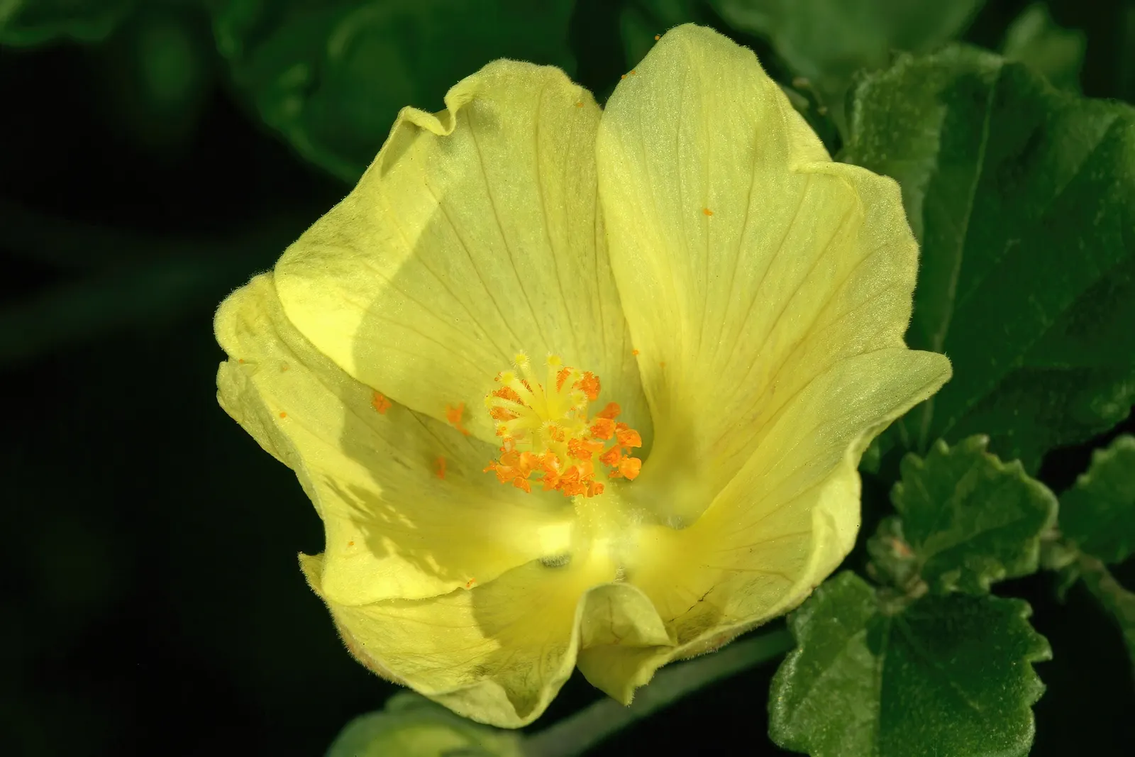 Yellow Mallow (Pavonia Praemorsa) — This charming species thrives in USDA hardiness zones 9 to 11; this resilient plant needs minimal care, image 58