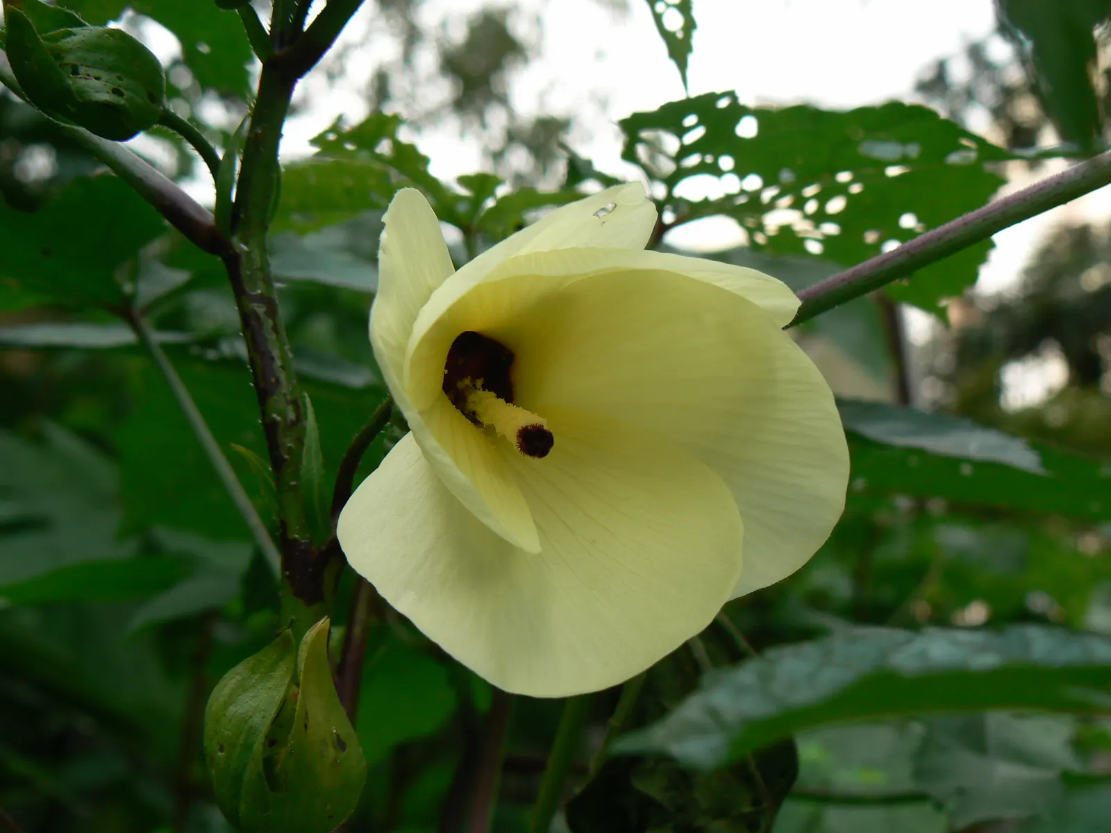 Yellow Mallow (Pavonia Praemorsa) — shrub for full; the plant is relatively pest-free, though good circulation is advised to prevent fungal issues, image 72