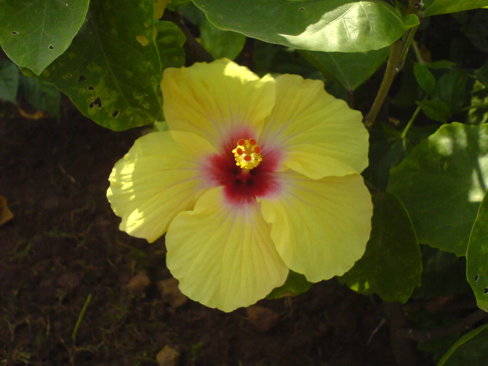 Yellow Mallow (Pavonia Praemorsa) — Pavonia praemorsa requires regular watering during its first growing season to establish a deep; it reaches up to 3 feet in