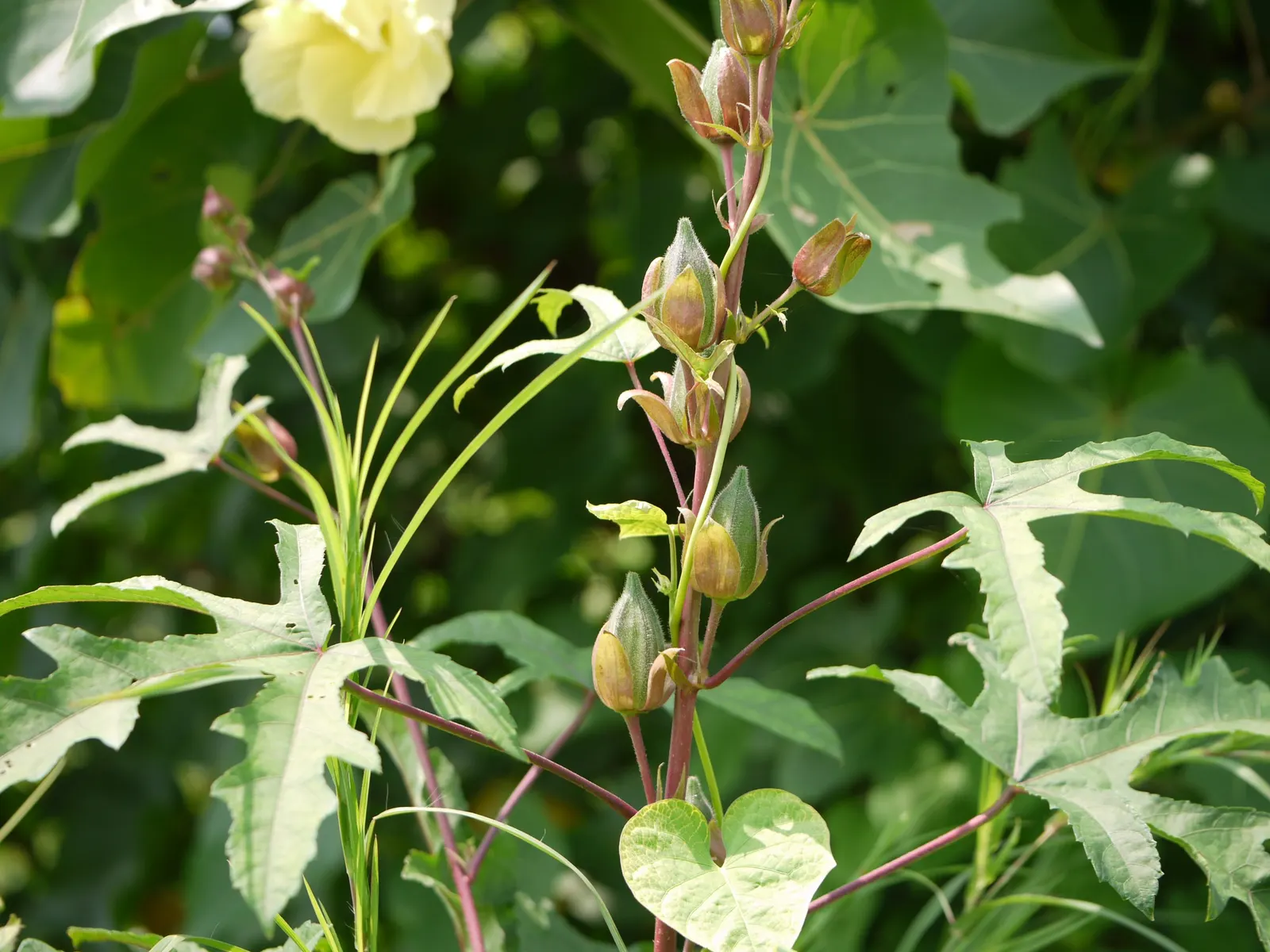 Yellow Mallow (Pavonia Praemorsa) — shrub-like appearance that works well in mixed borders or as an accent plant; shrub with yellow blooms, image 62
