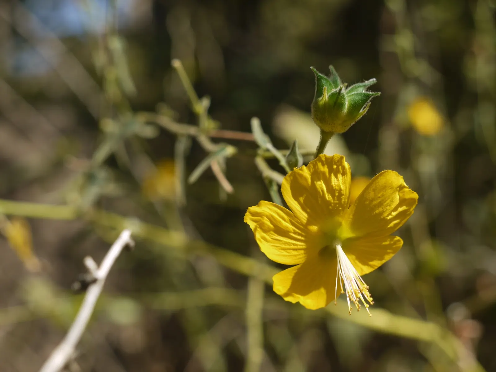 Yellow Mallow (Pavonia Praemorsa) — is a captivating perennial plant revered for its radiant; this plant is ideal for adding a pop of color to, image 80