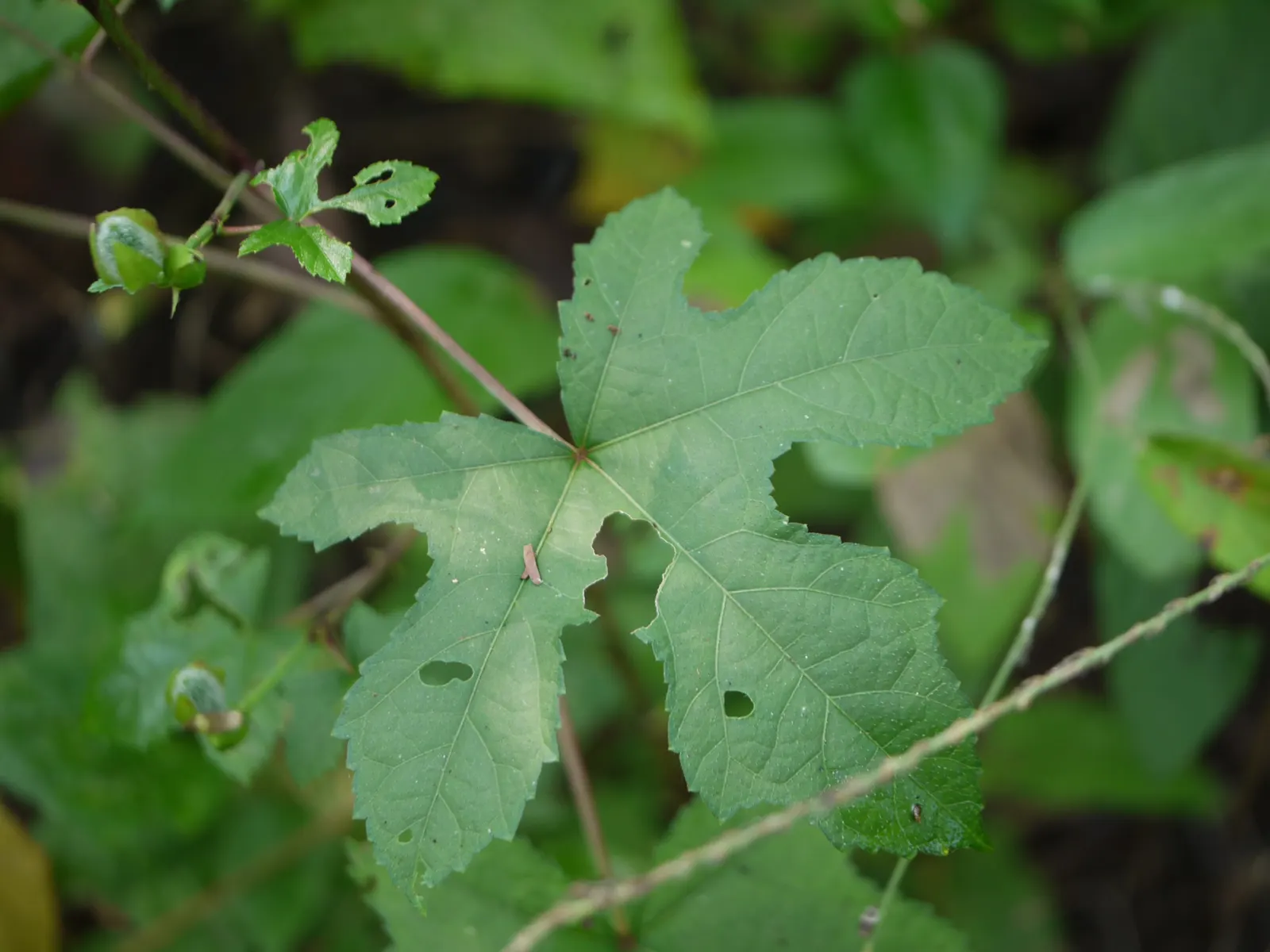 Yellow Mallow (Pavonia Praemorsa) — shrub-like appearance that works well in mixed borders or as an accent plant
