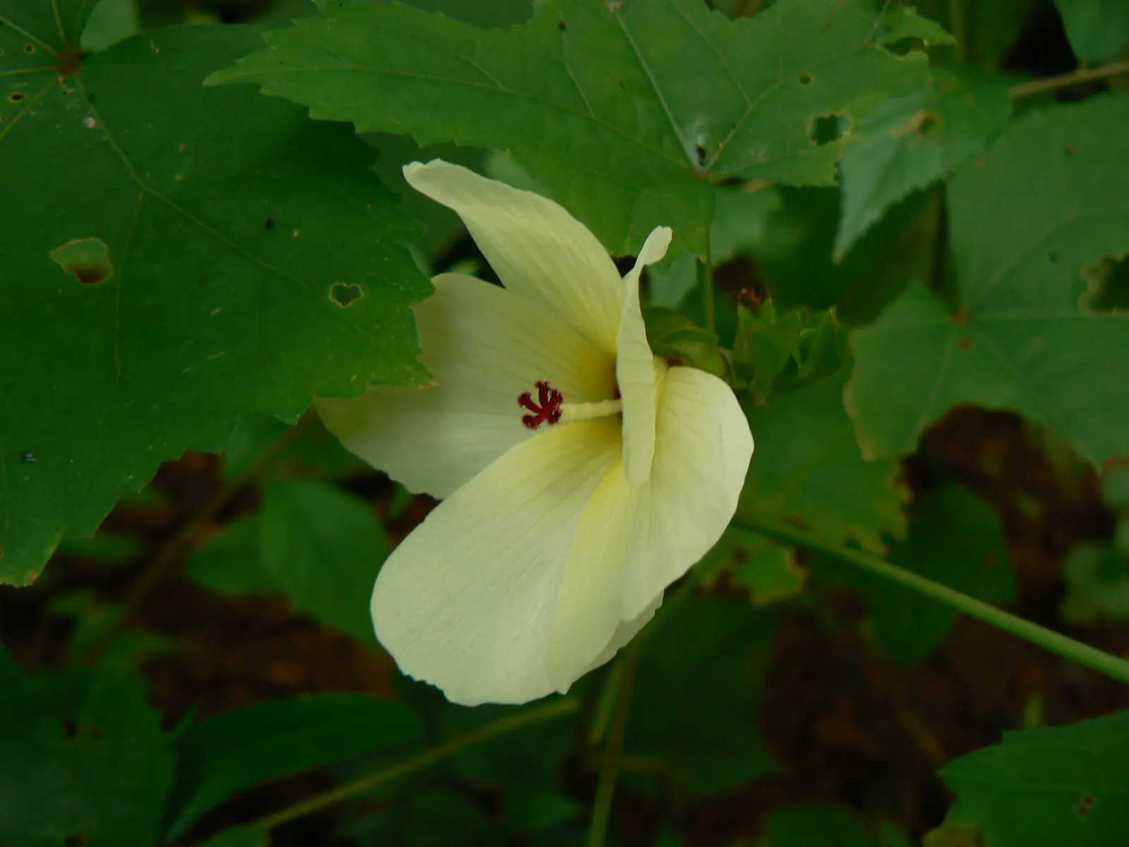 Yellow Mallow (Pavonia Praemorsa) — prized for its vibrant yellow blooms that appear mostly in warmer months; flourishing in warm climates under full sun