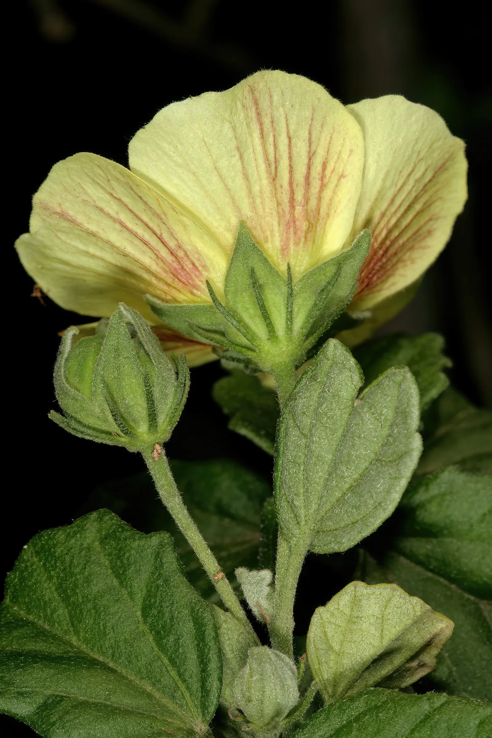 Yellow Mallow (Pavonia Praemorsa) — prized for its vibrant yellow blooms that appear mostly in warmer months; flourishing in warm climates under, image 74