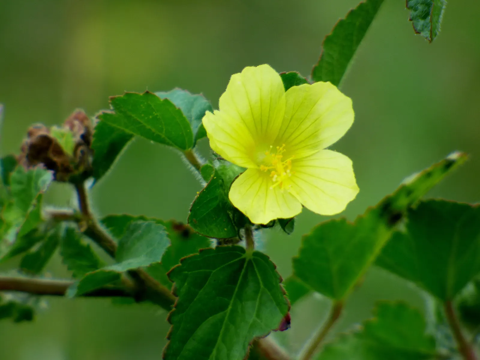 Yellow Mallow (Pavonia Praemorsa) — It reaches up to 3 feet in height and width, flourishing in full to partial sun with well-draining soil; pavonia praemorsa
