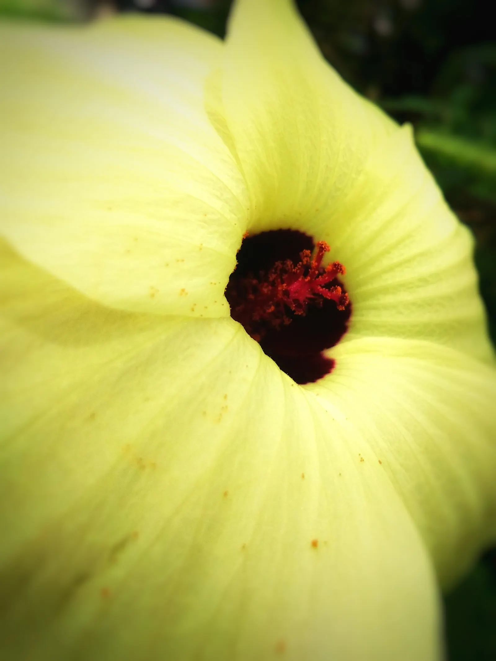 Yellow Mallow (Pavonia Praemorsa) — The Yellow Mallow favors well-draining soil and is relatively drought-tolerant once established