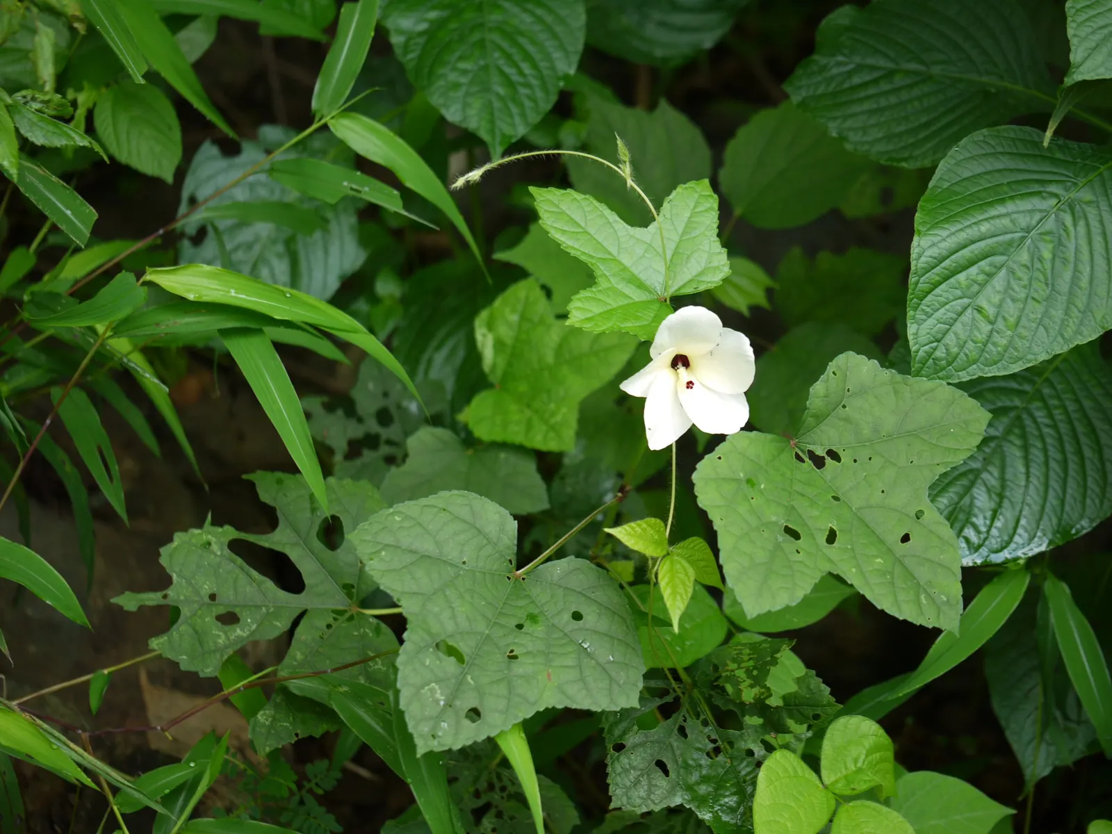 Yellow Mallow (Pavonia Praemorsa) — This charming species thrives in USDA hardiness zones 9 to 11